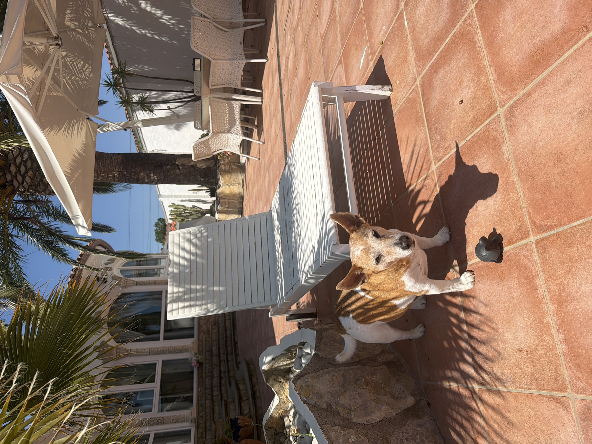 Dog enjoys sunny patio time in Mont-roig del Camp