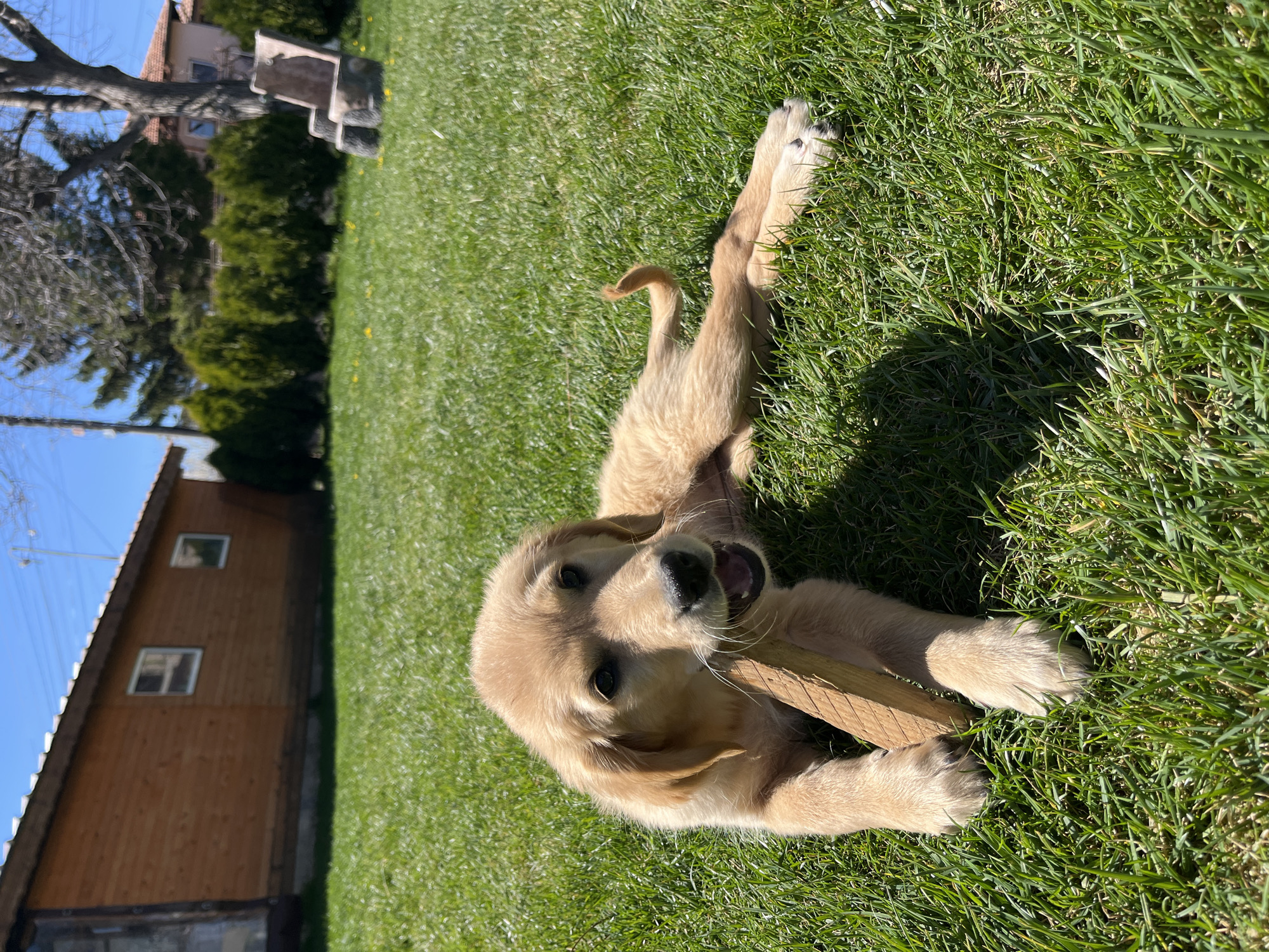 Golden retriever puppy plays on lawn in Kostinbrod