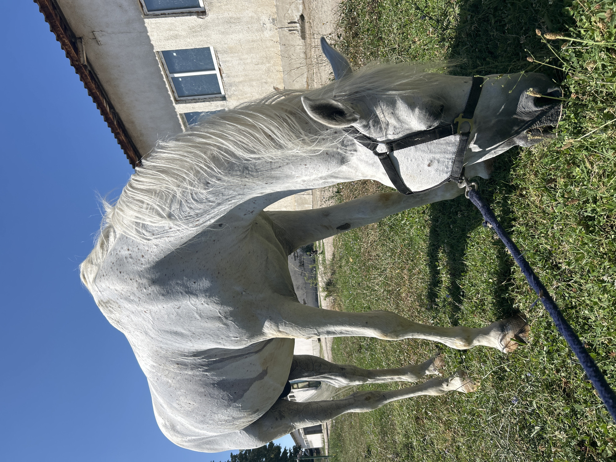 White horse grazing outside a weathered stable in Stara Zagora