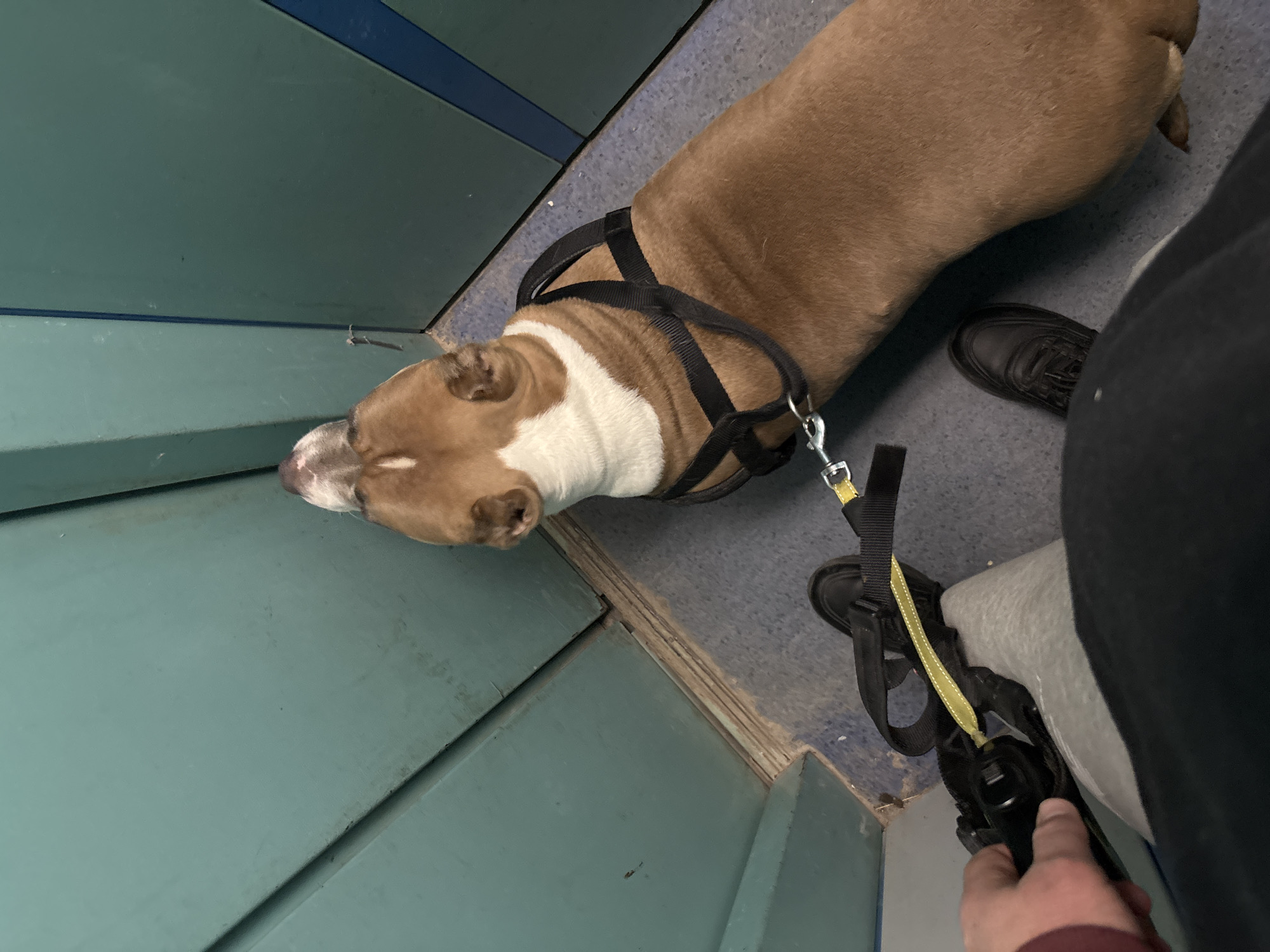 Dog takes rest break against wall in Minsk
