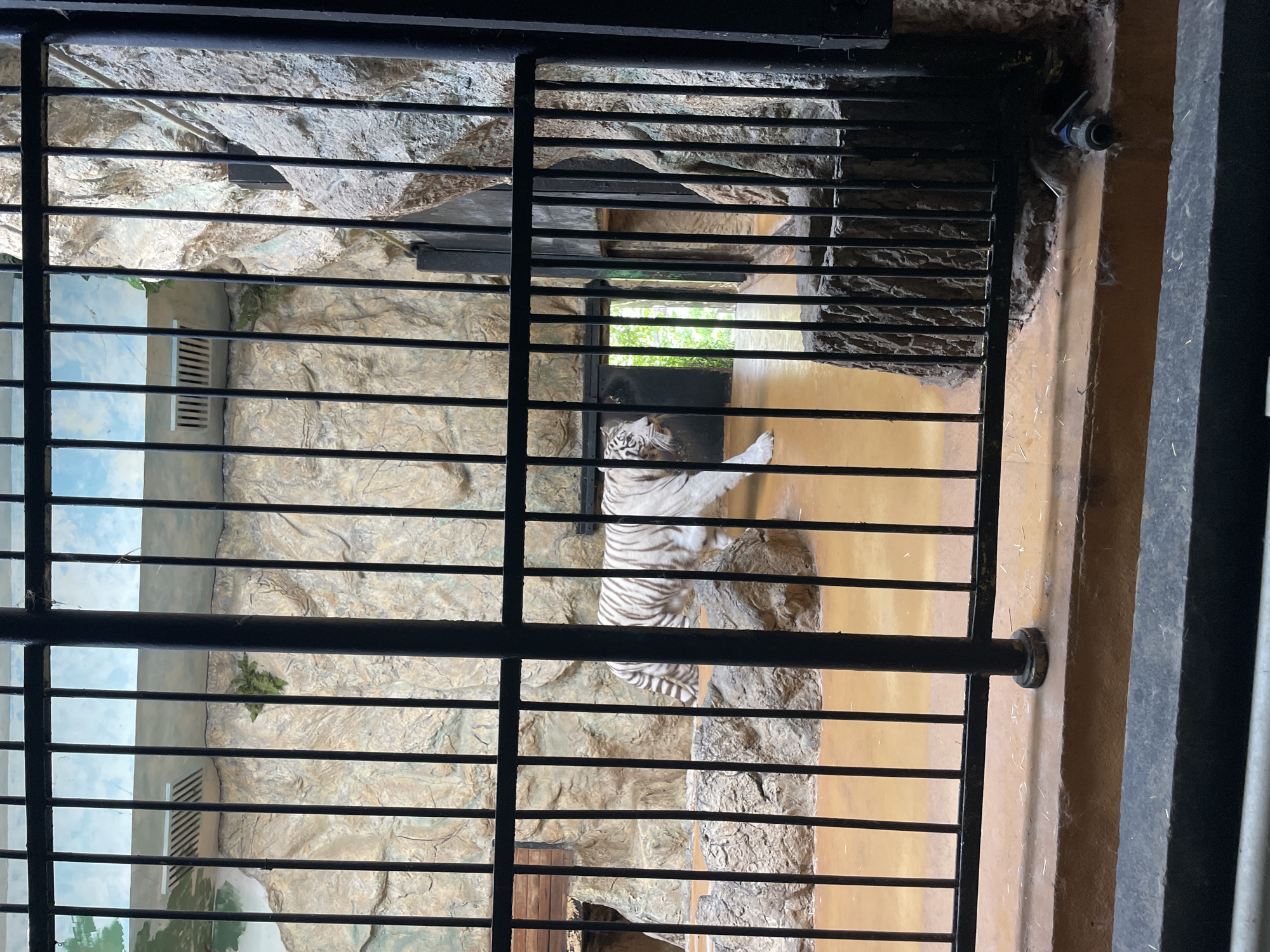 Morning zoo visit captures white tigers, leopard in Sofia