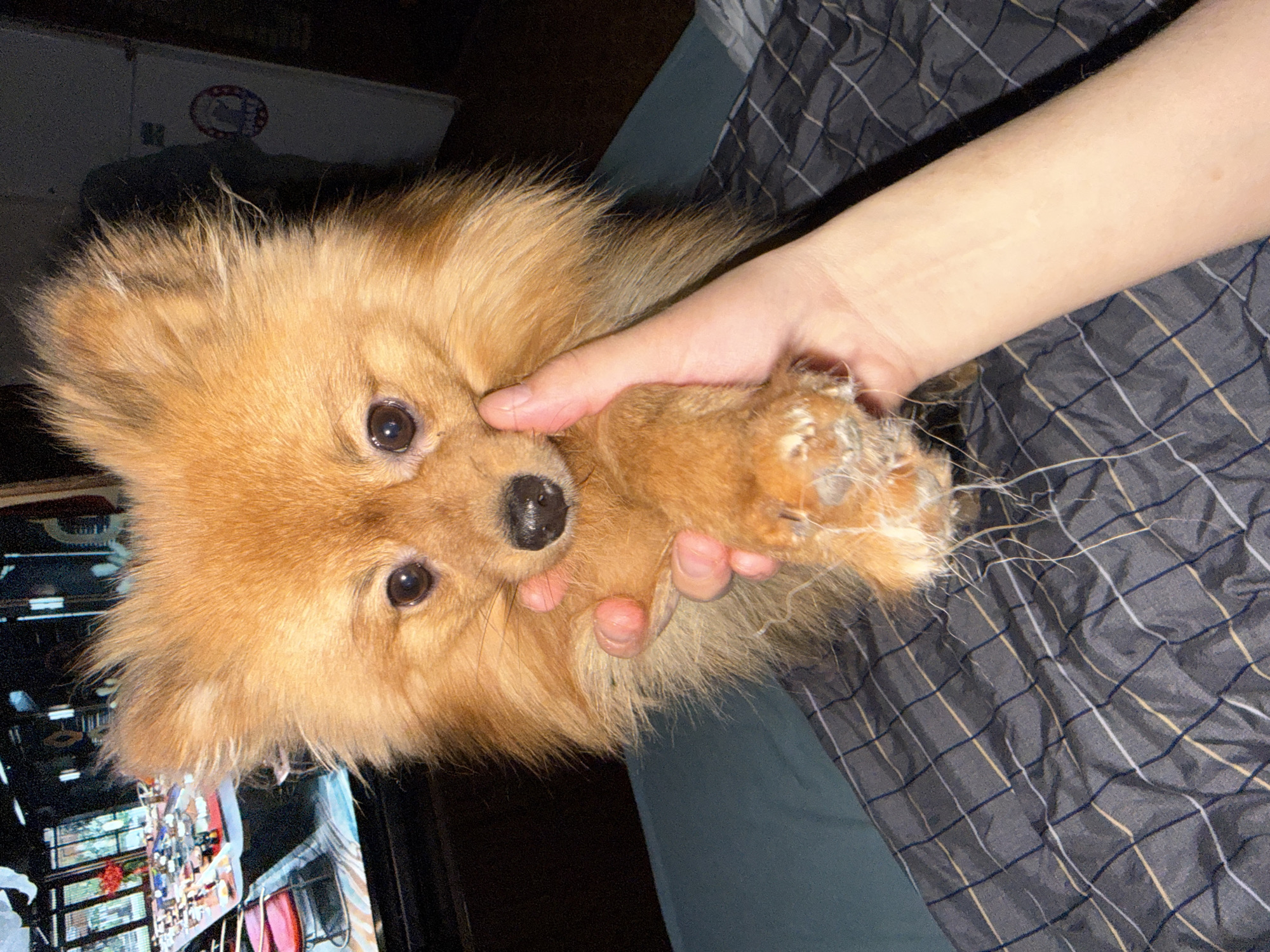 Pomeranian dog owner documents quiet afternoon in Khimki, Russia