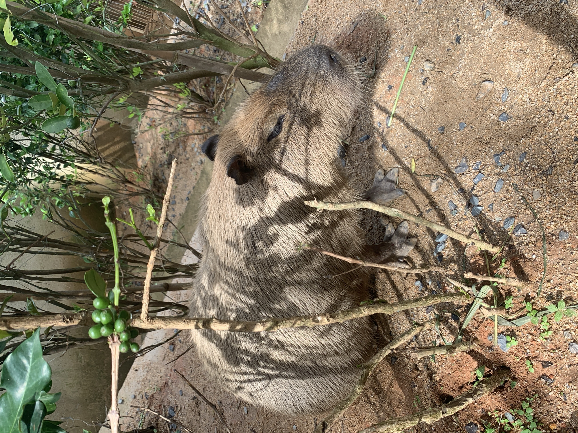 Small animal enclosure in Định An hosts capybara, raccoons, and rabbits