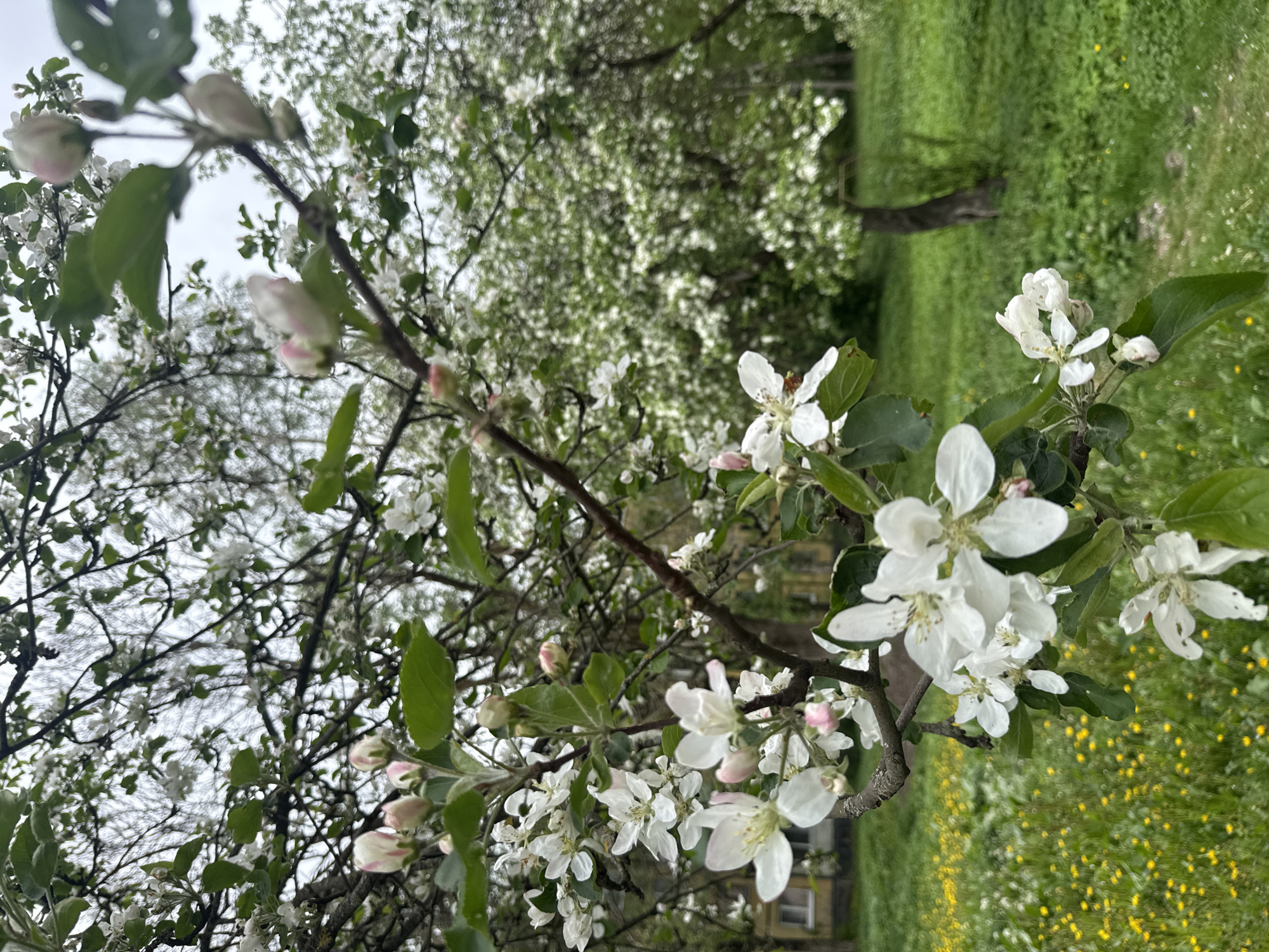 Spring blooms draw residents outdoors in Veliky Novgorod