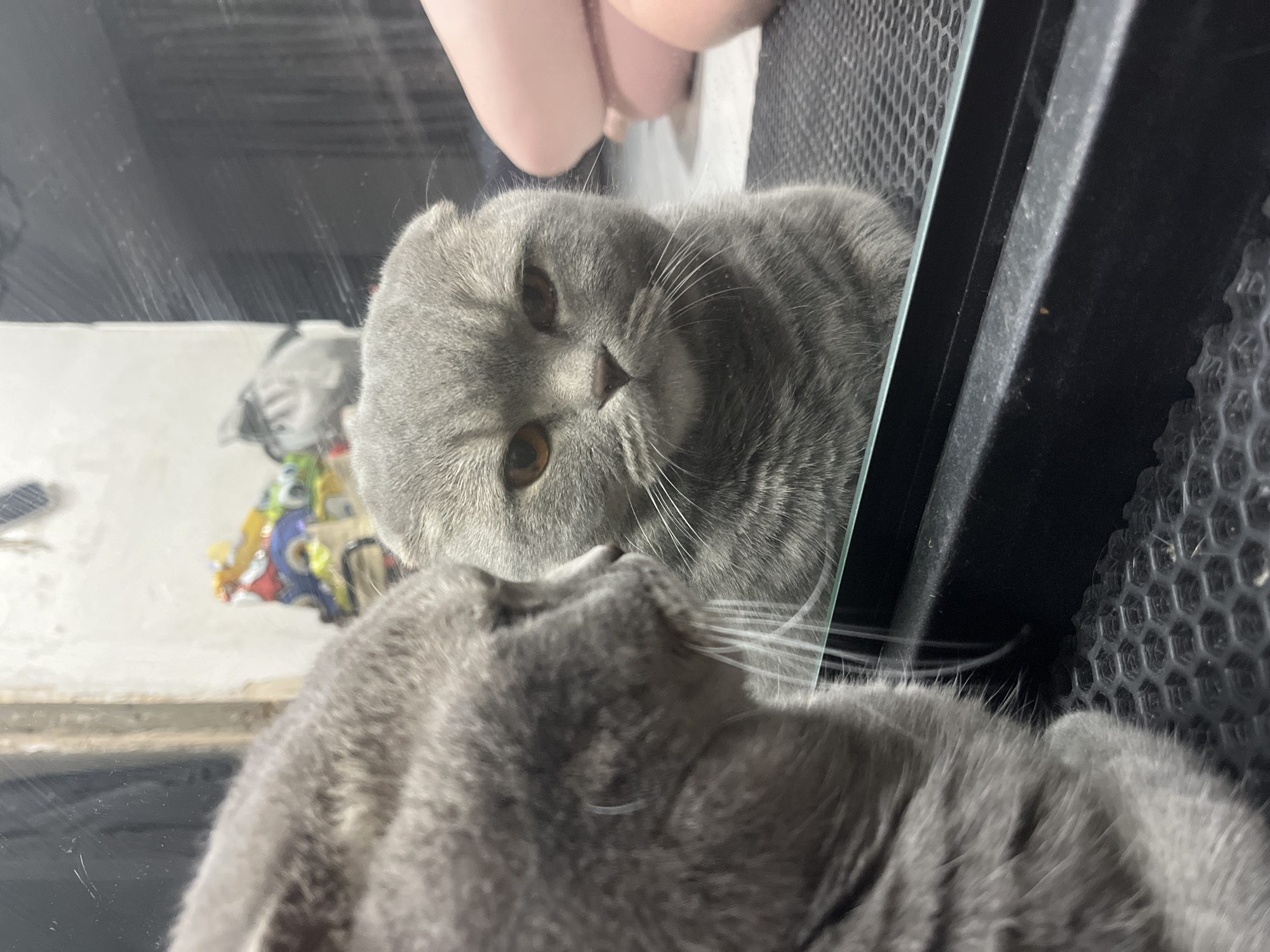 Family enjoys quiet evening at home with Scottish Fold cat