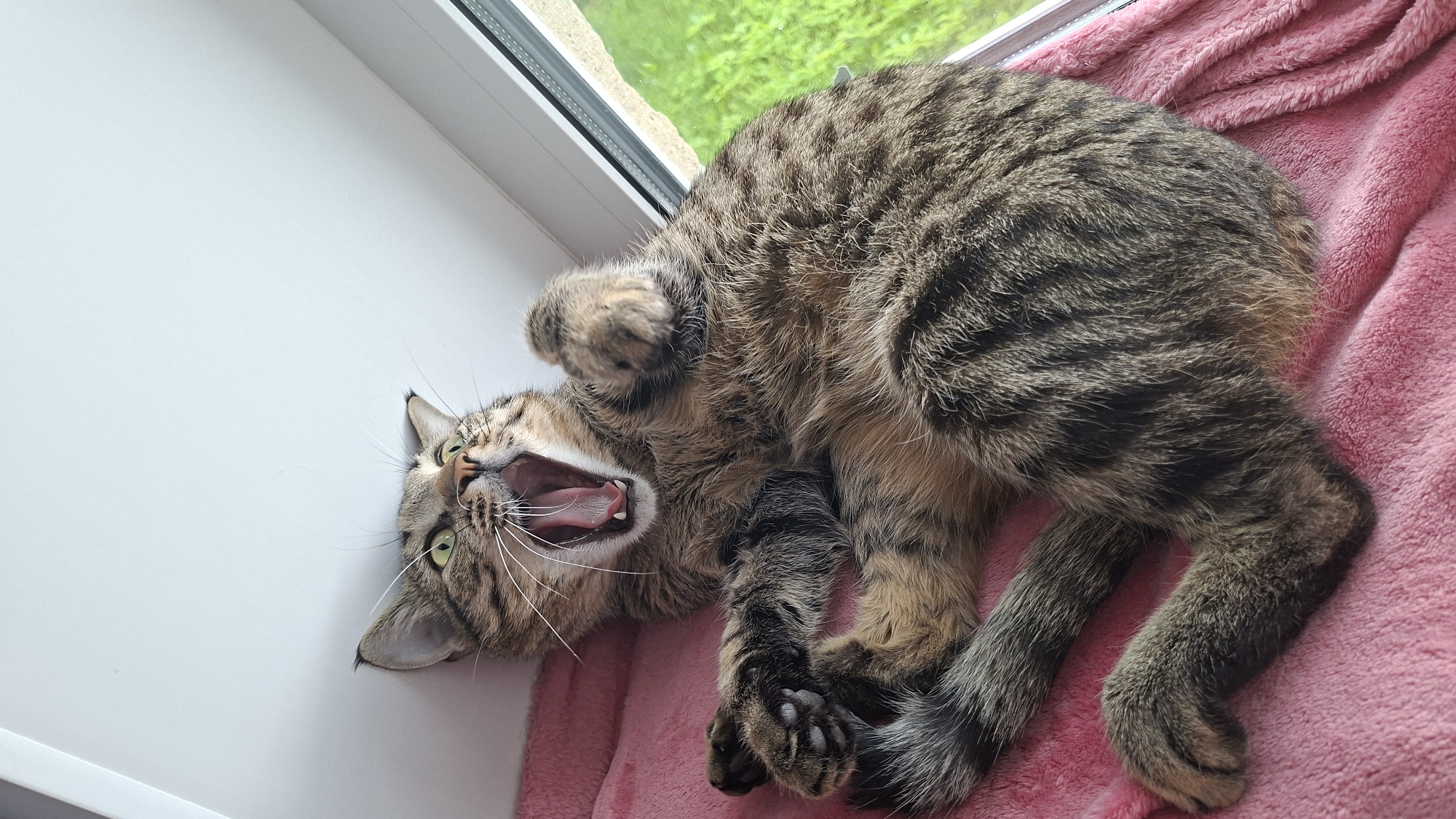 Cats, coffee, and a quiet afternoon indoors in Belarus