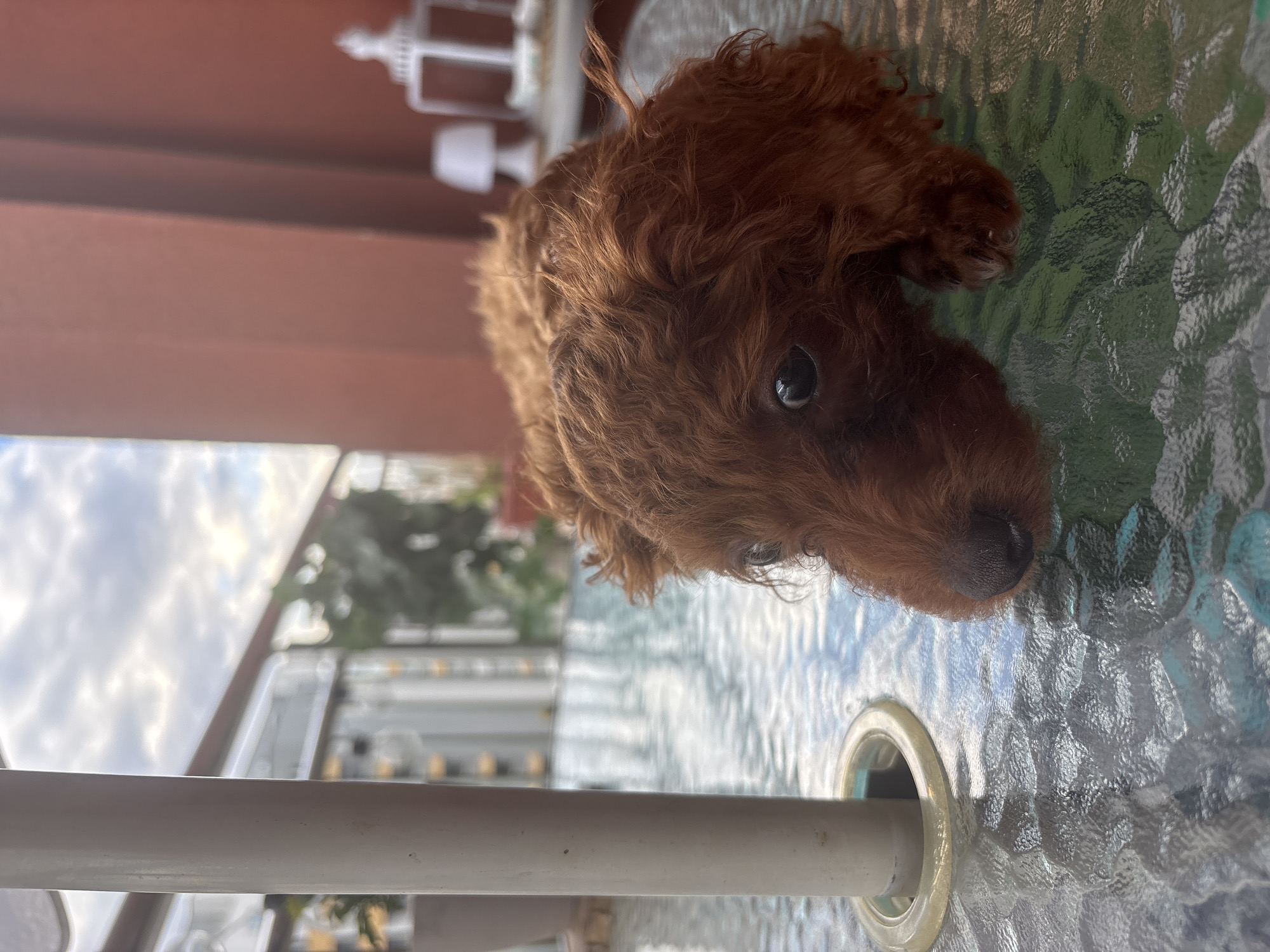 Quiet afternoon moments with dog on Plovdiv balcony