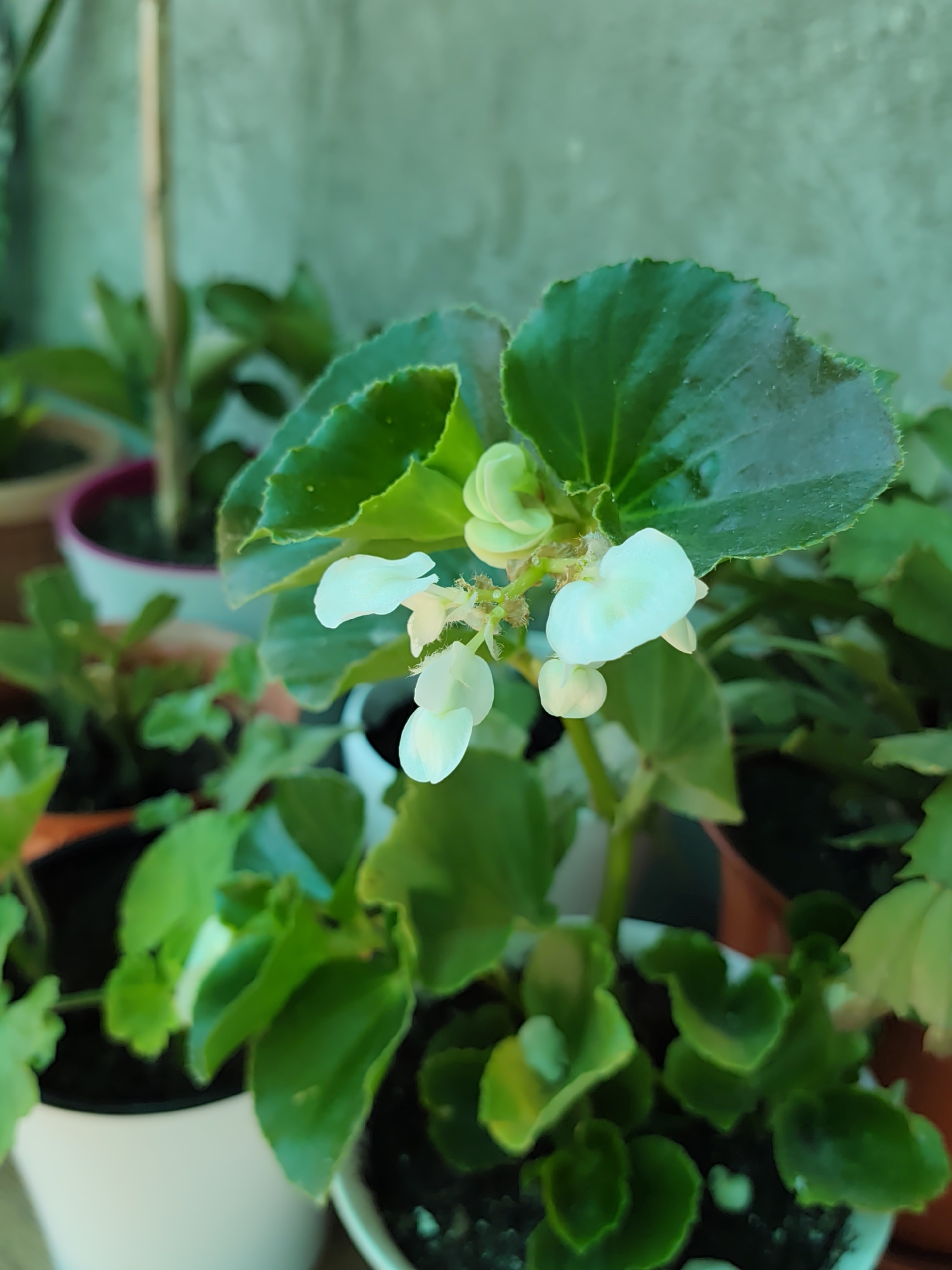 Close-up of a potted plant's delicate white blooms