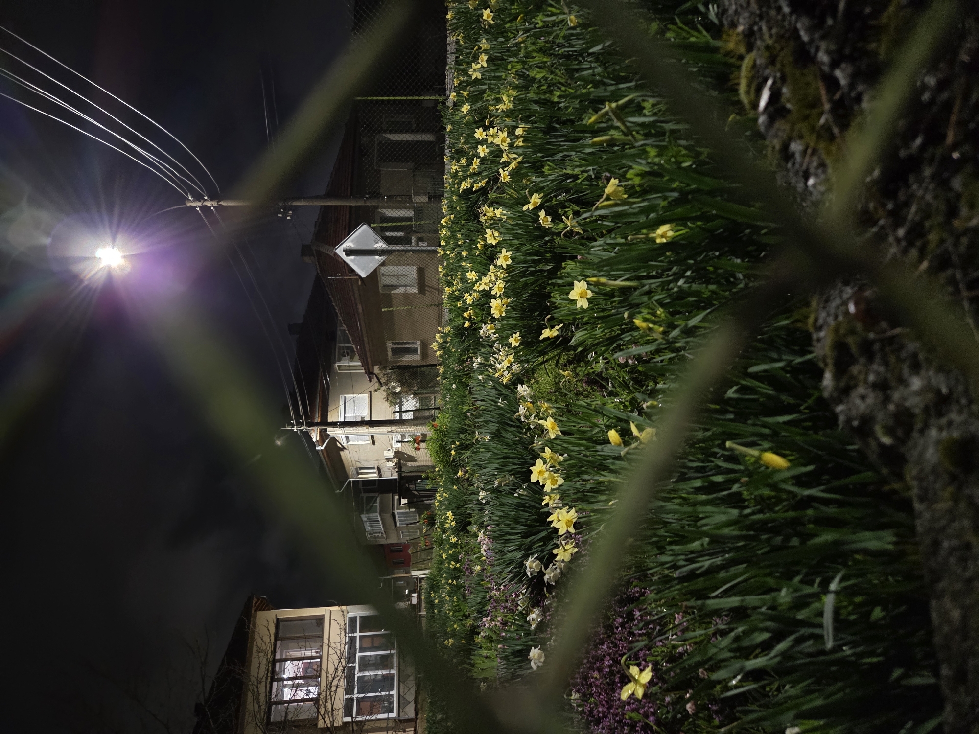 Spring flowers and vending machine captured in Pleven evening