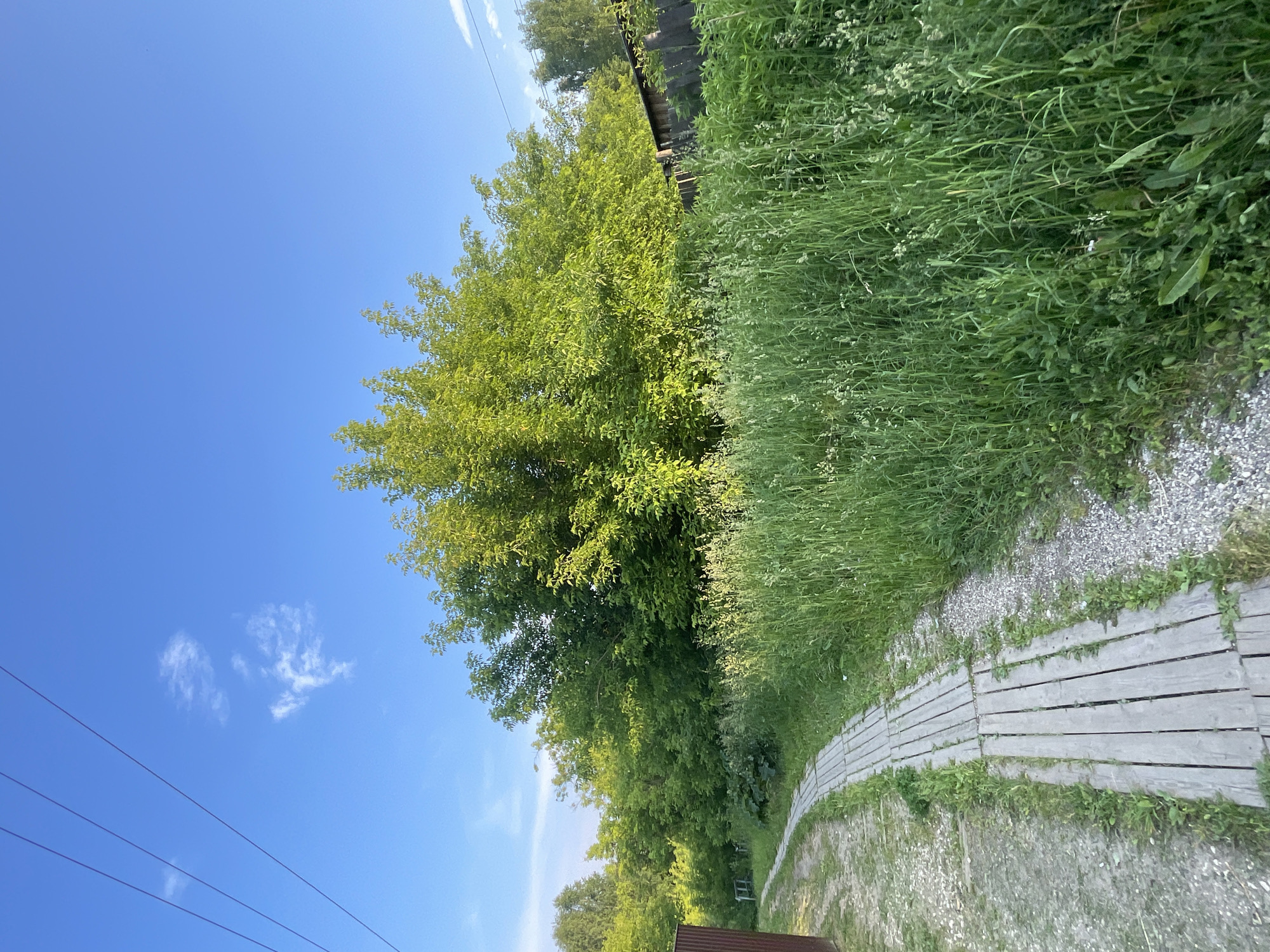 Village walk through Krasnye Baki's paths and boardwalks