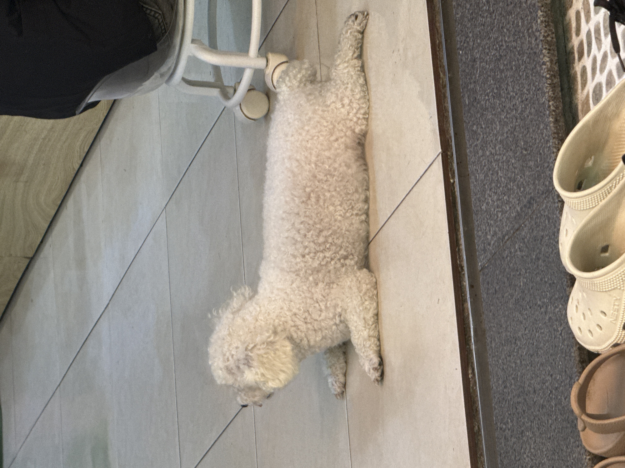 Small white dog rests indoors on tiled floor