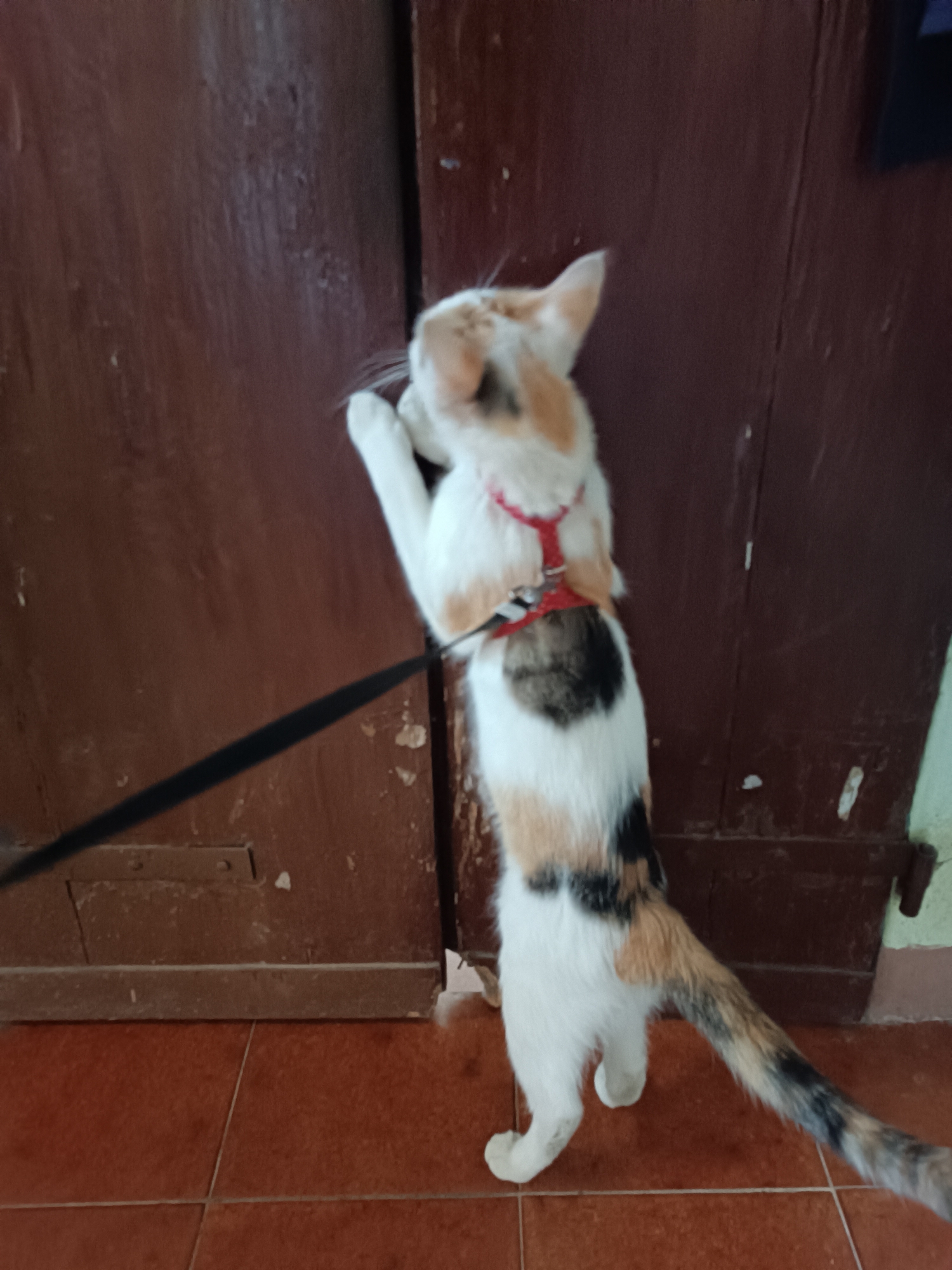 Leashed calico cat walks and scratches door in Viadana