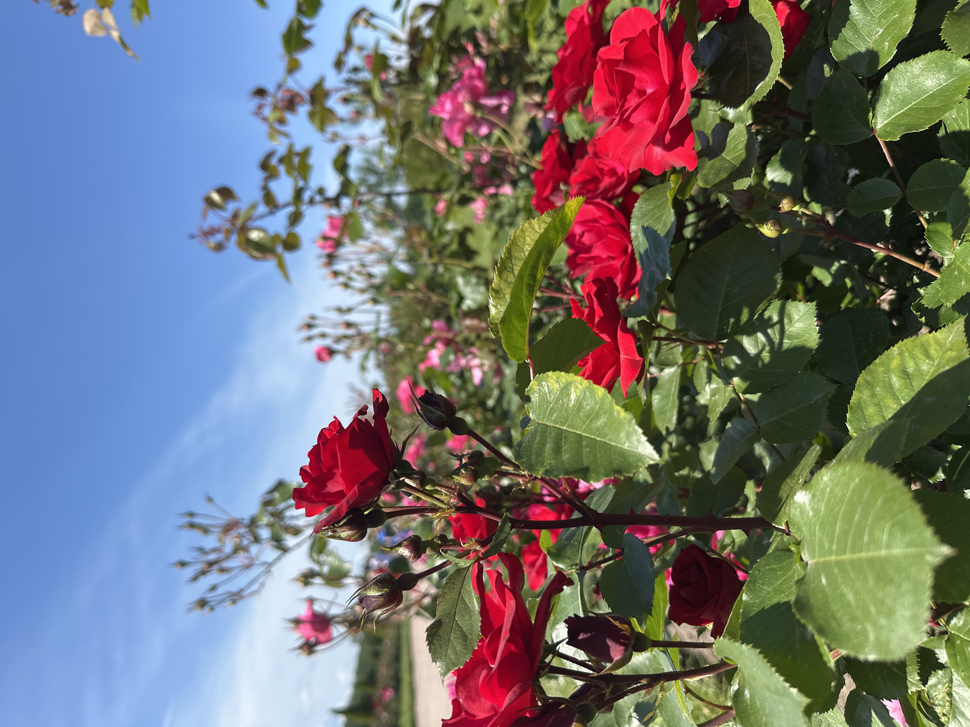 Peterhof rose garden in full summer bloom