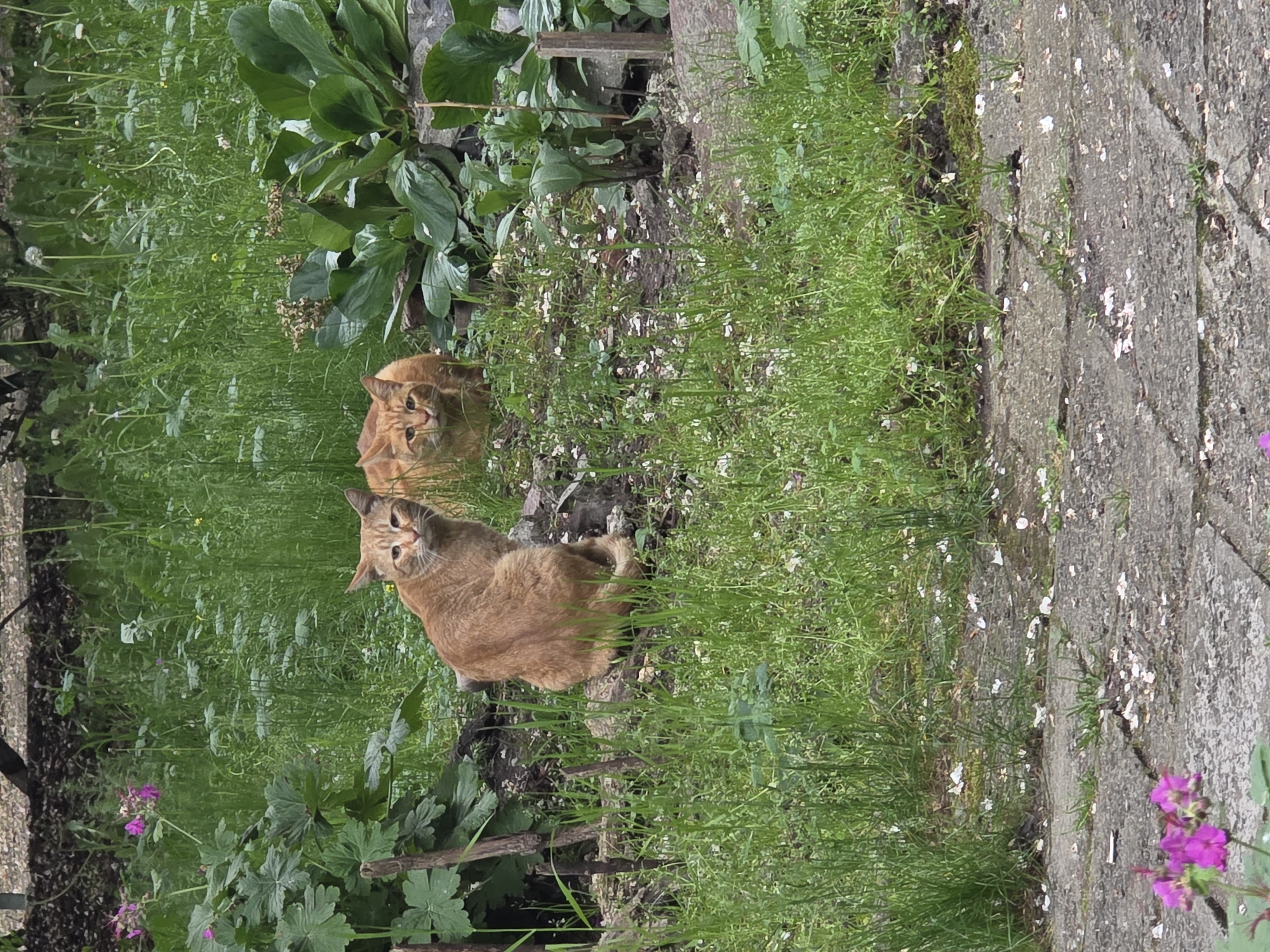 Two ginger cats spotted in Sofia garden