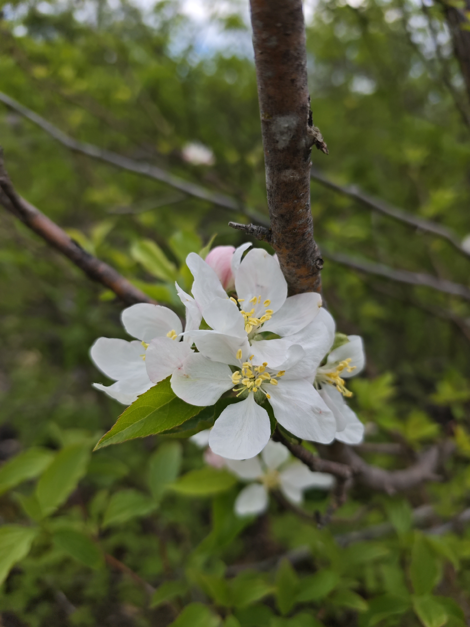 Spring flowers and trees documented in Pyatigorsk park