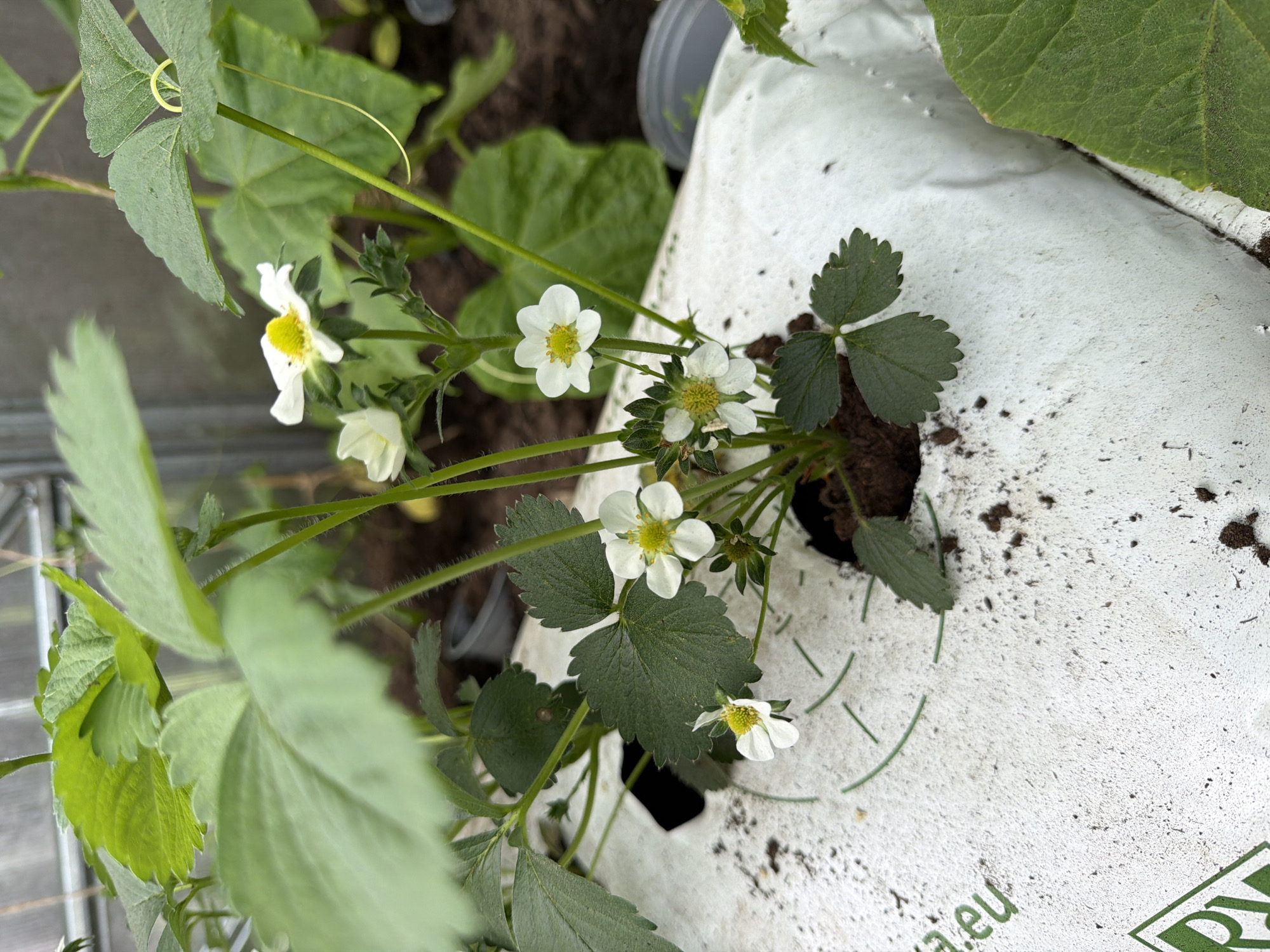 Morning garden-to-table routine documented in Baloži, Latvia