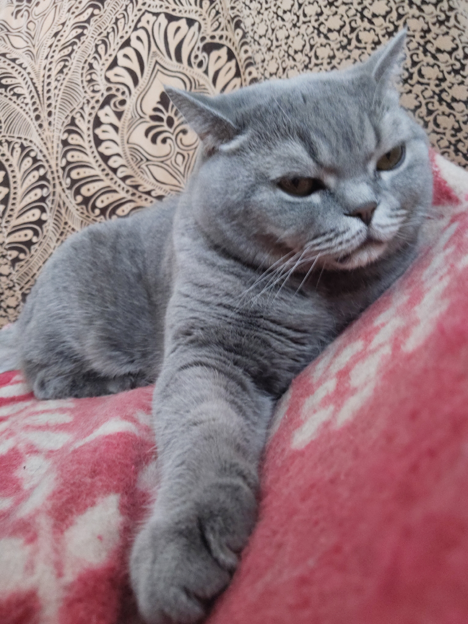 British Shorthair cat photographed resting on patterned blanket indoors
