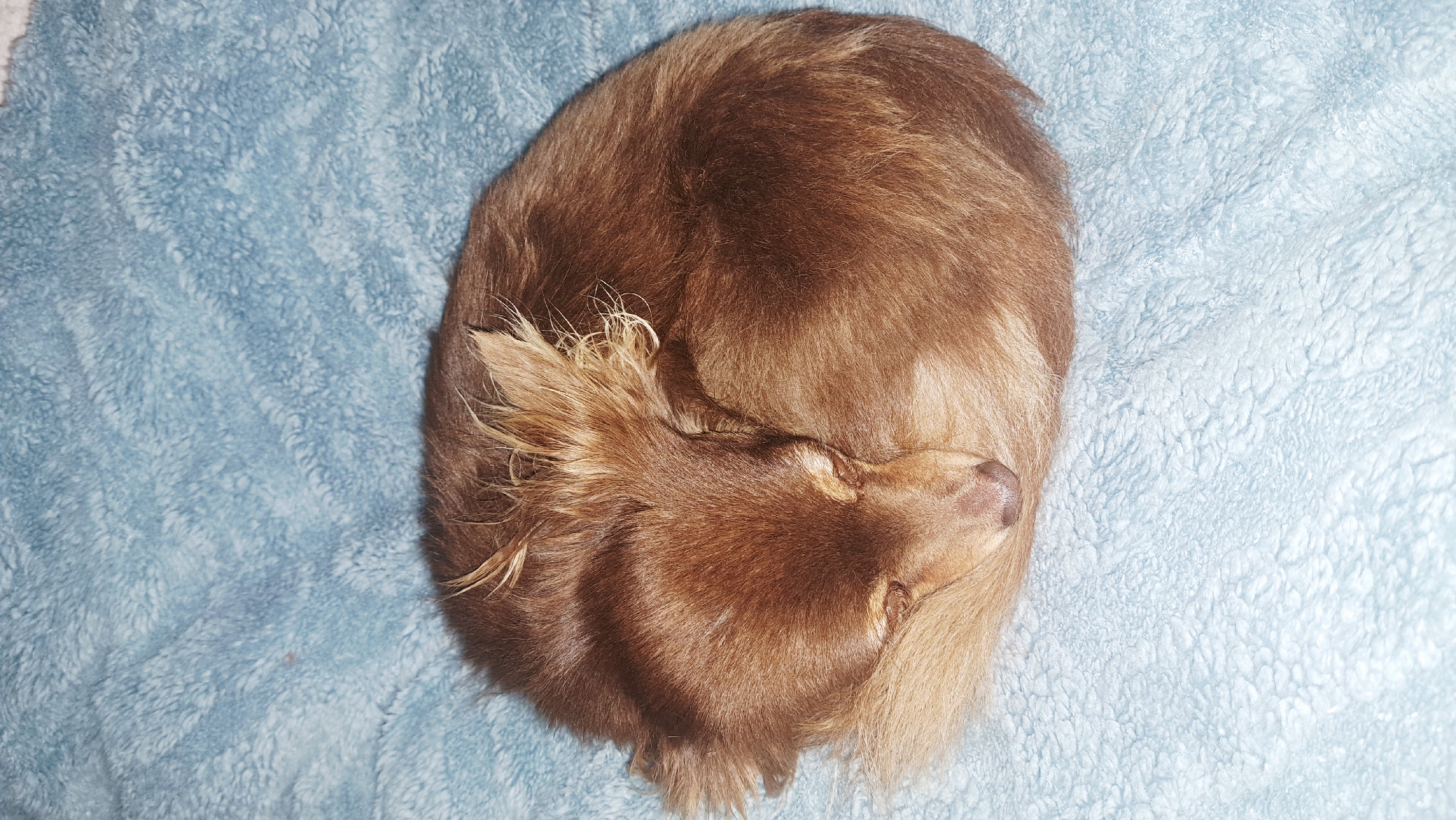 Chihuahua rests curled up on blanket in Bulgarian village
