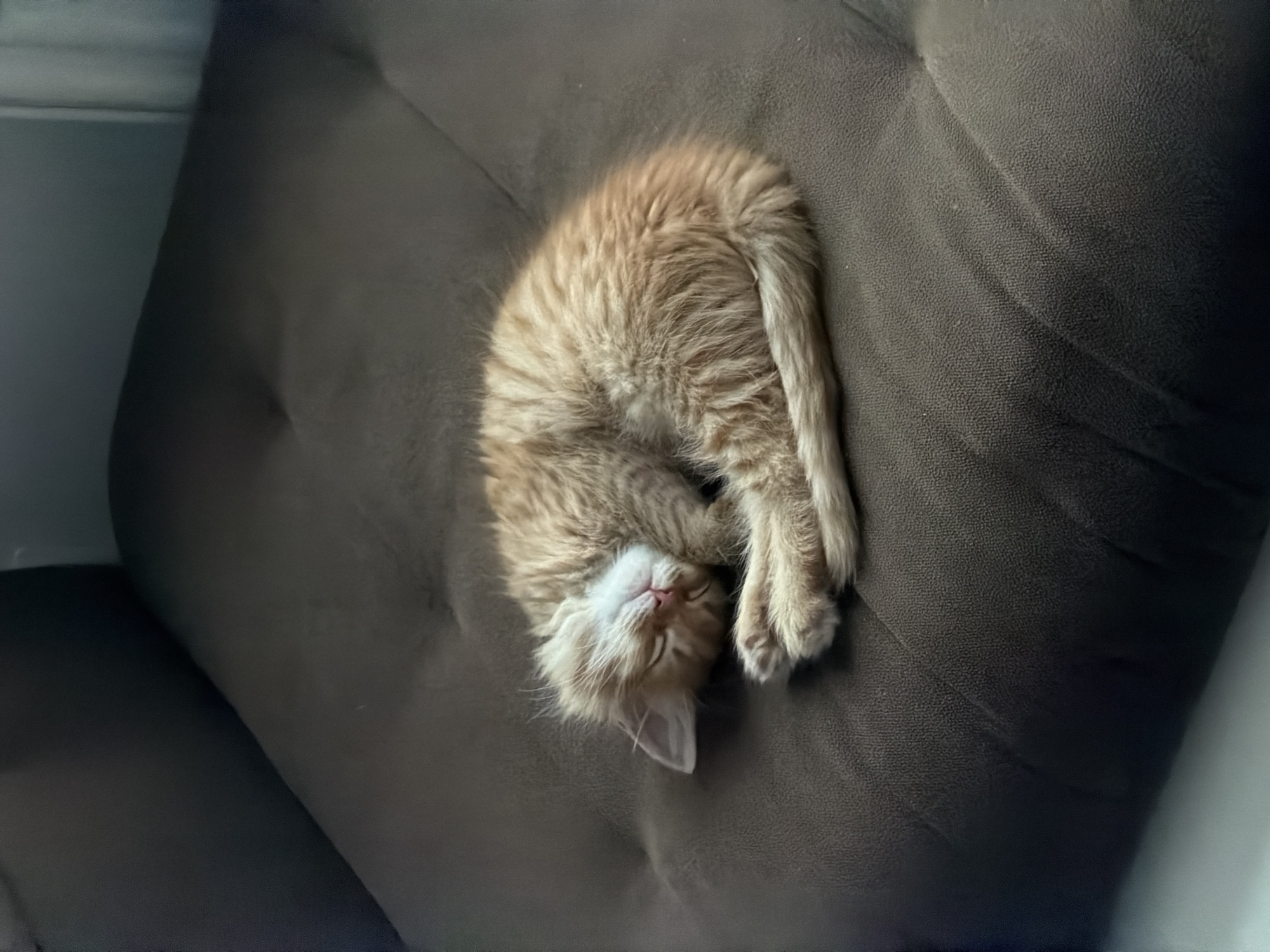 Ginger kitten observed sleeping and playing in Moscow home