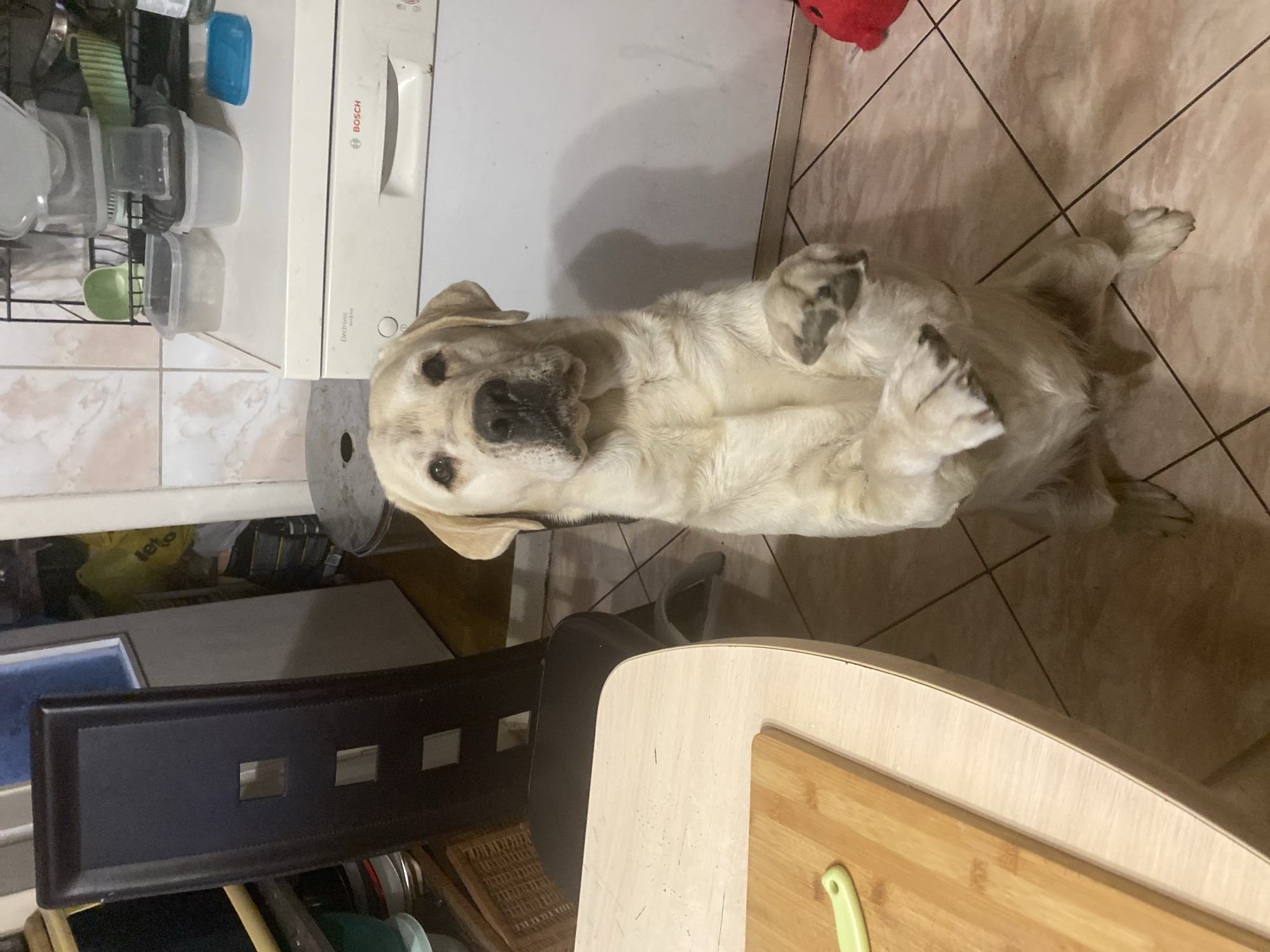 Labrador nails the sit-up pose in a Polish kitchen