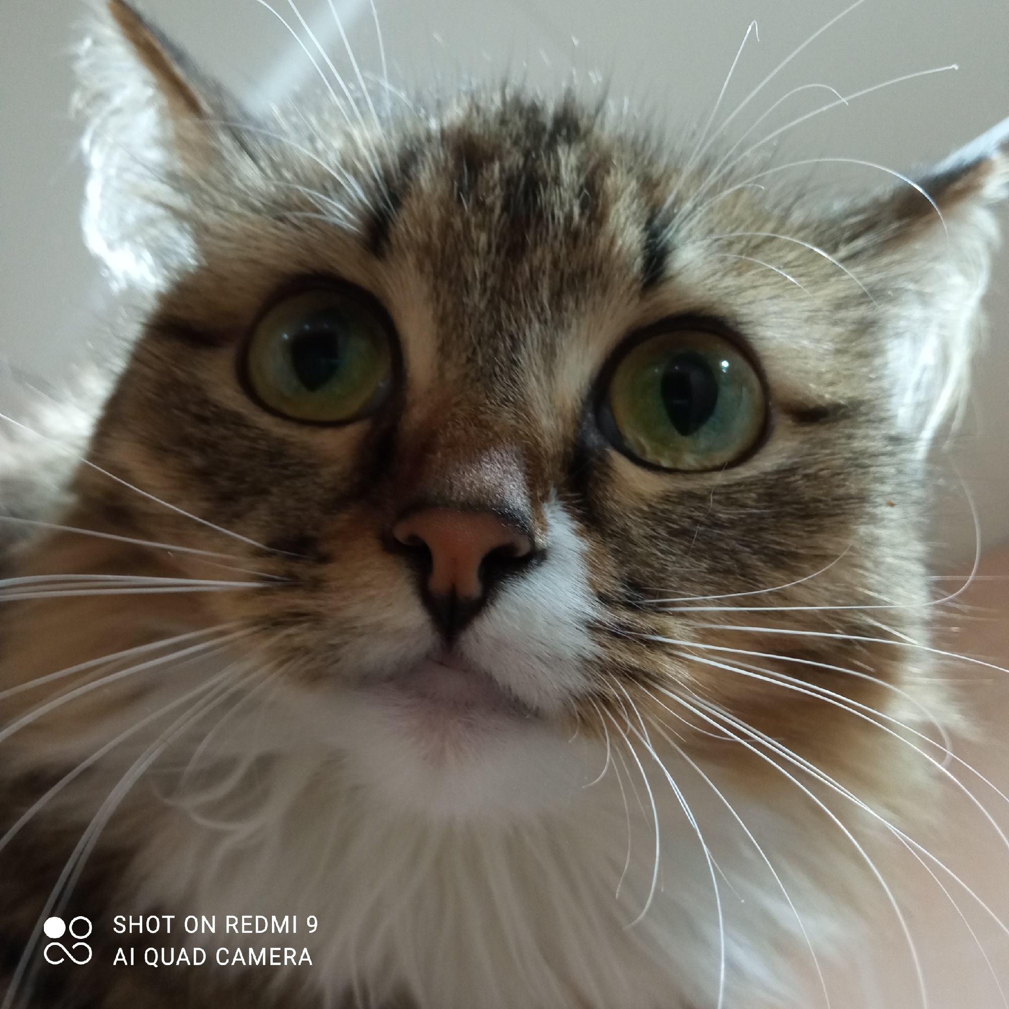 Cat photographed looking at camera in Chaikovsky, Russia