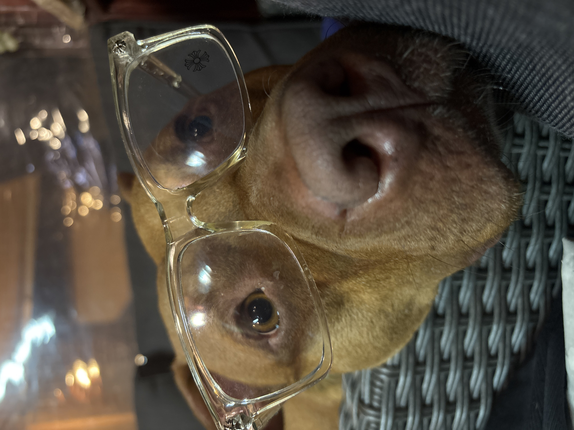 Dog spotted wearing eyeglasses in Bulgarian town