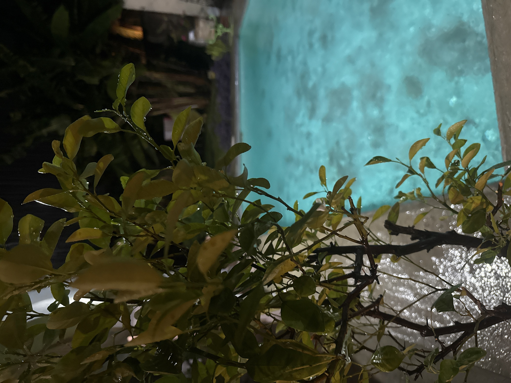 Morning rain observed on garden plants near pool in Xochitepec