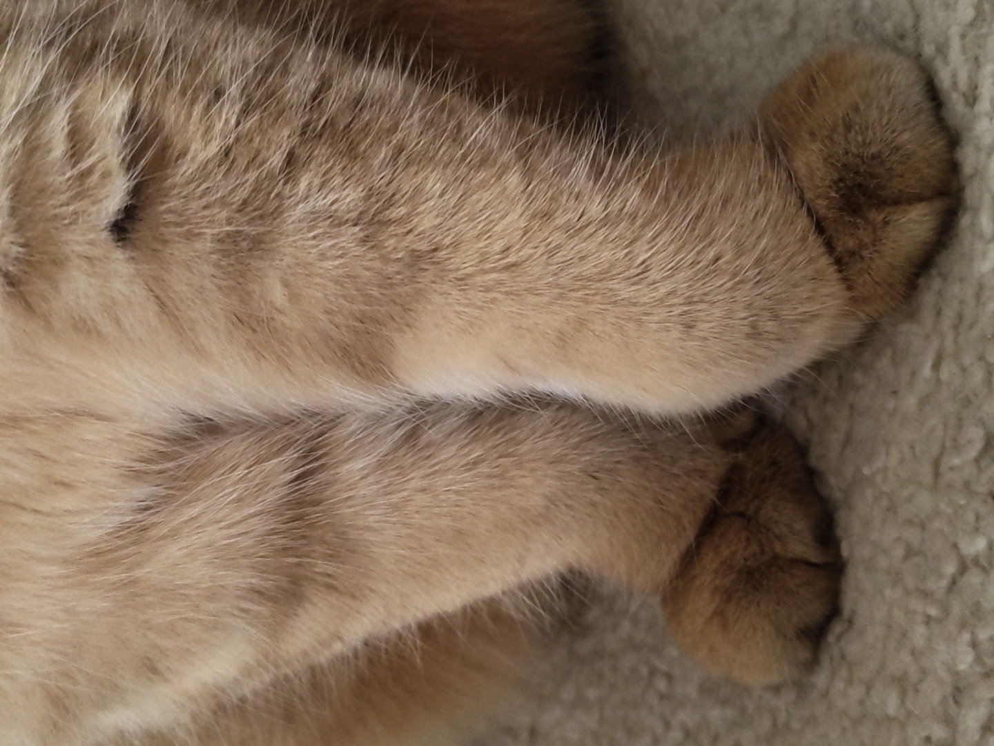 Golden British Shorthairs and tabby cats relaxing at home in Krasnodar