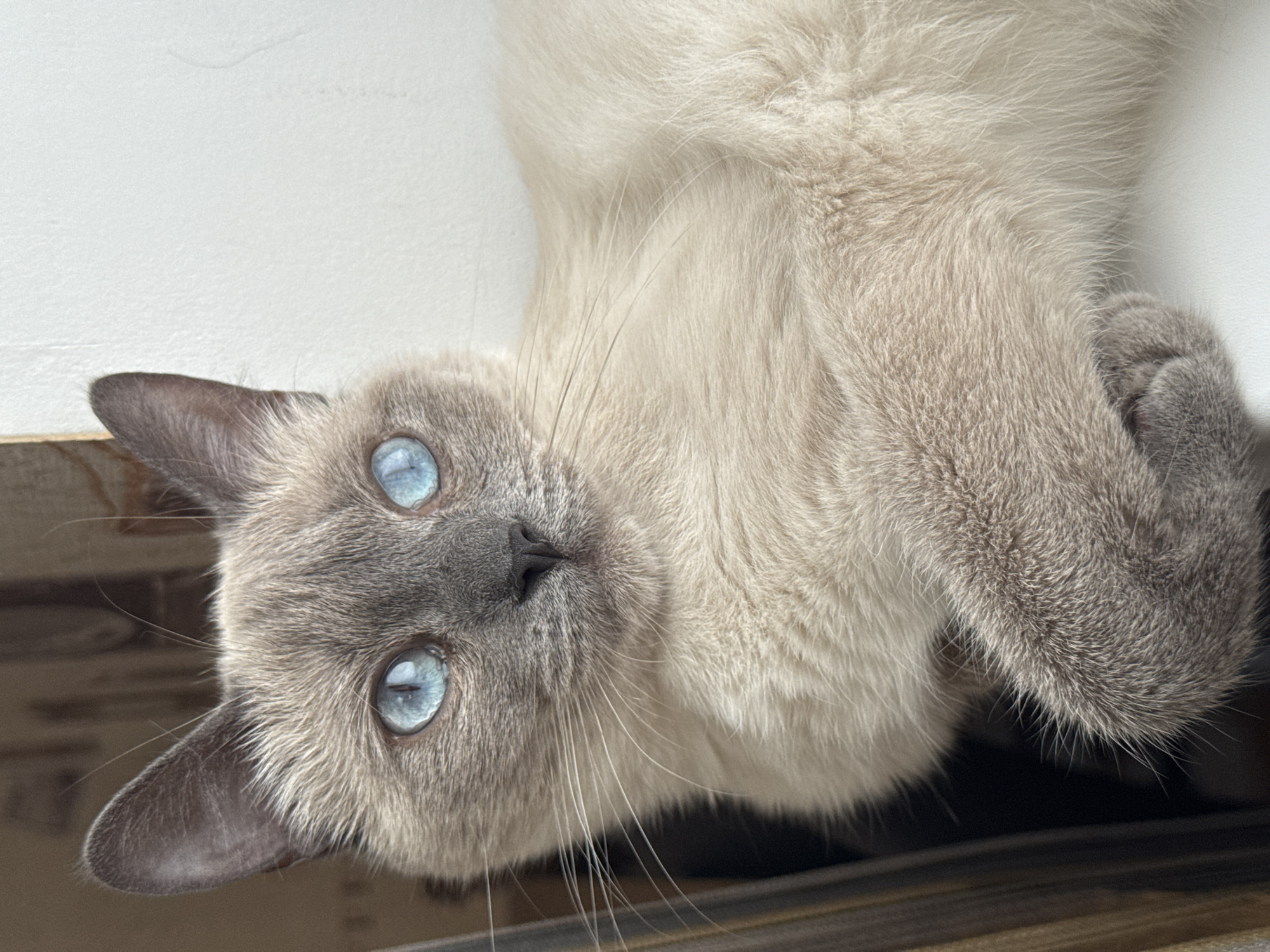 Siamese cat and a skillet meal, Slonim home