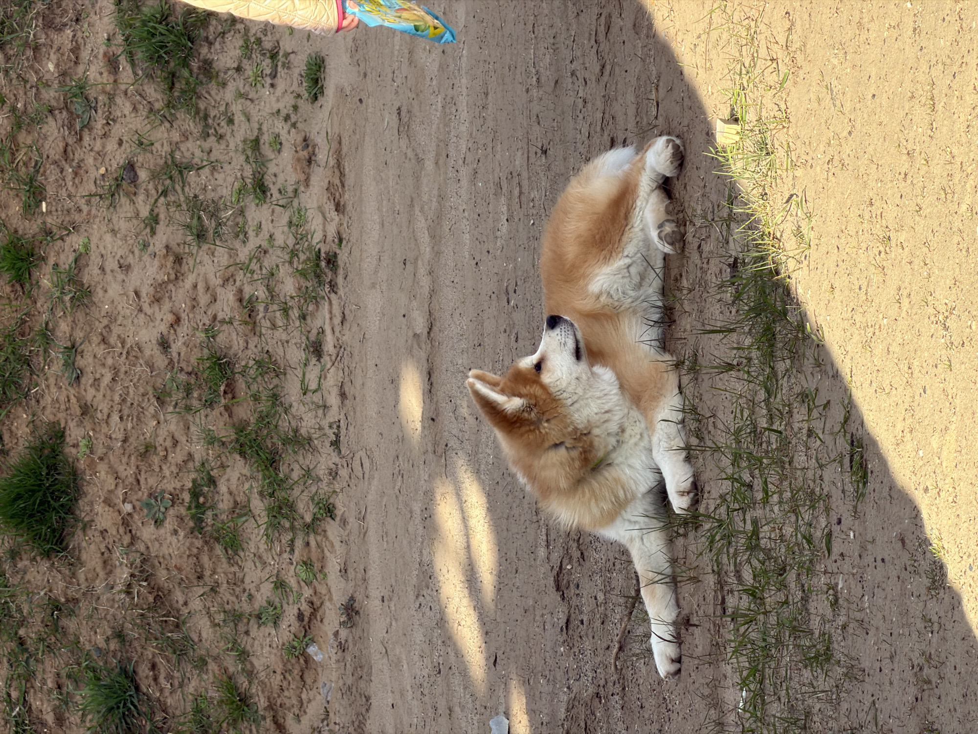 Woman, child enjoy sunny afternoon walk with dog in Chaikovsky