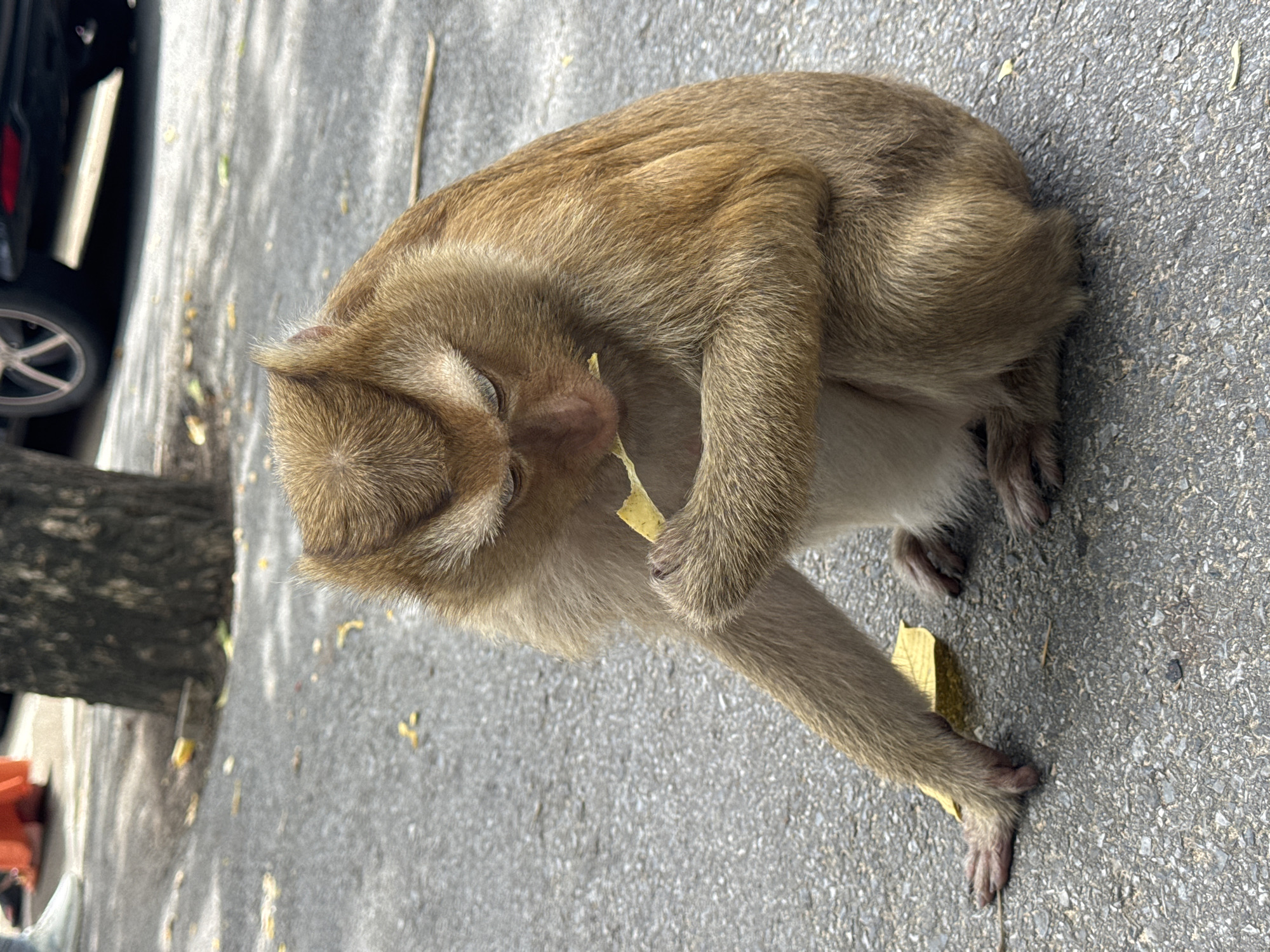 Macaques and visitors share a Ratsada viewpoint overlooking Phuket