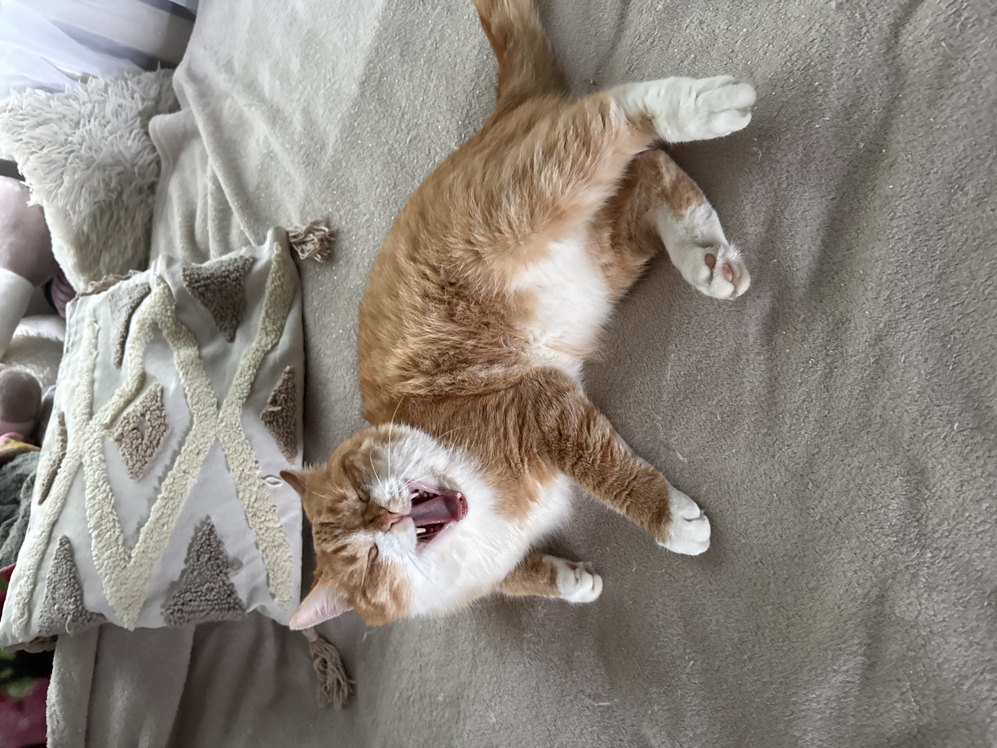 Orange and white cat relaxing on a blanket, green eyes on display