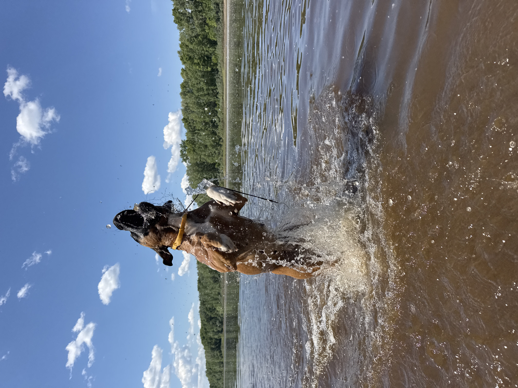 Summer morning documented in Chaikovsky: swimming dog, blooming gardens, riverside selfies