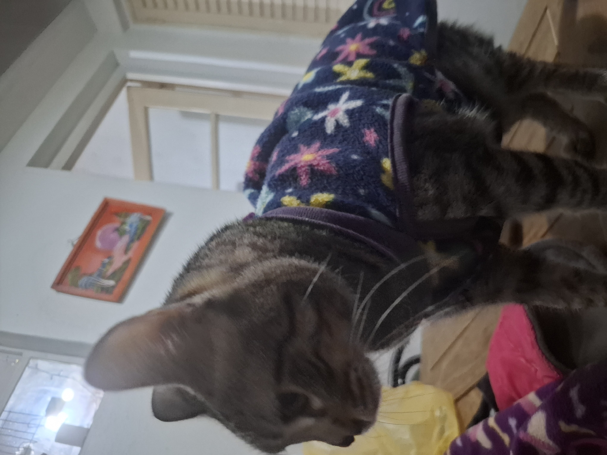 Dressed tabby cat feeds from bowl in Argentina