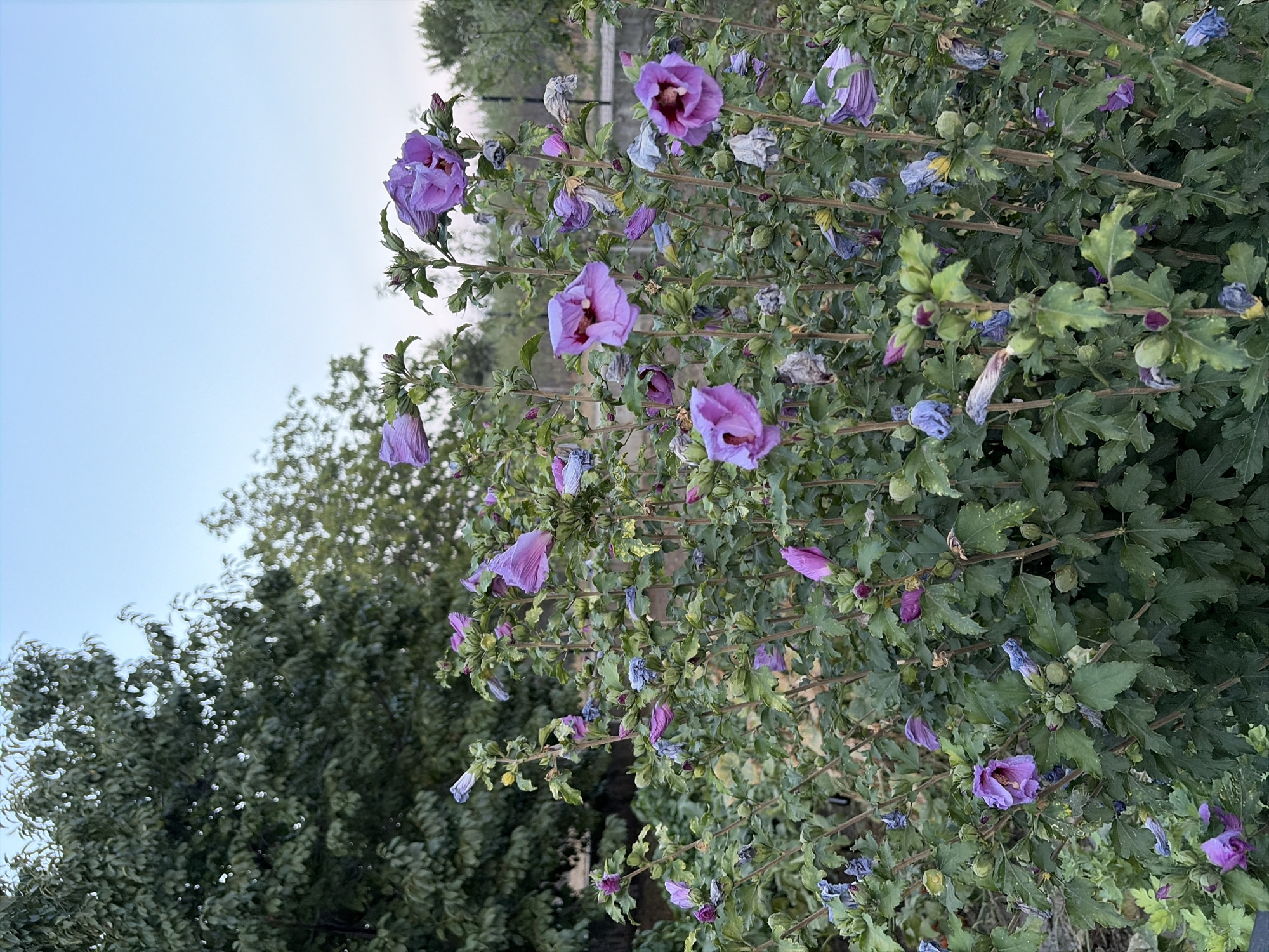 Garden flowers and evening sky in Oxentea, Moldova