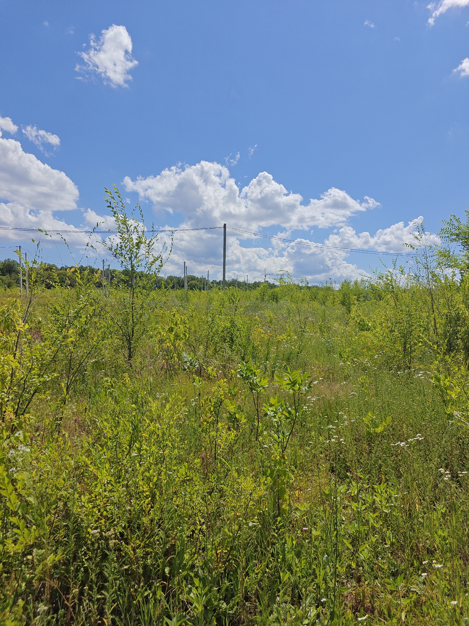 Wandering forested paths and fields near Saratov on a summer morning