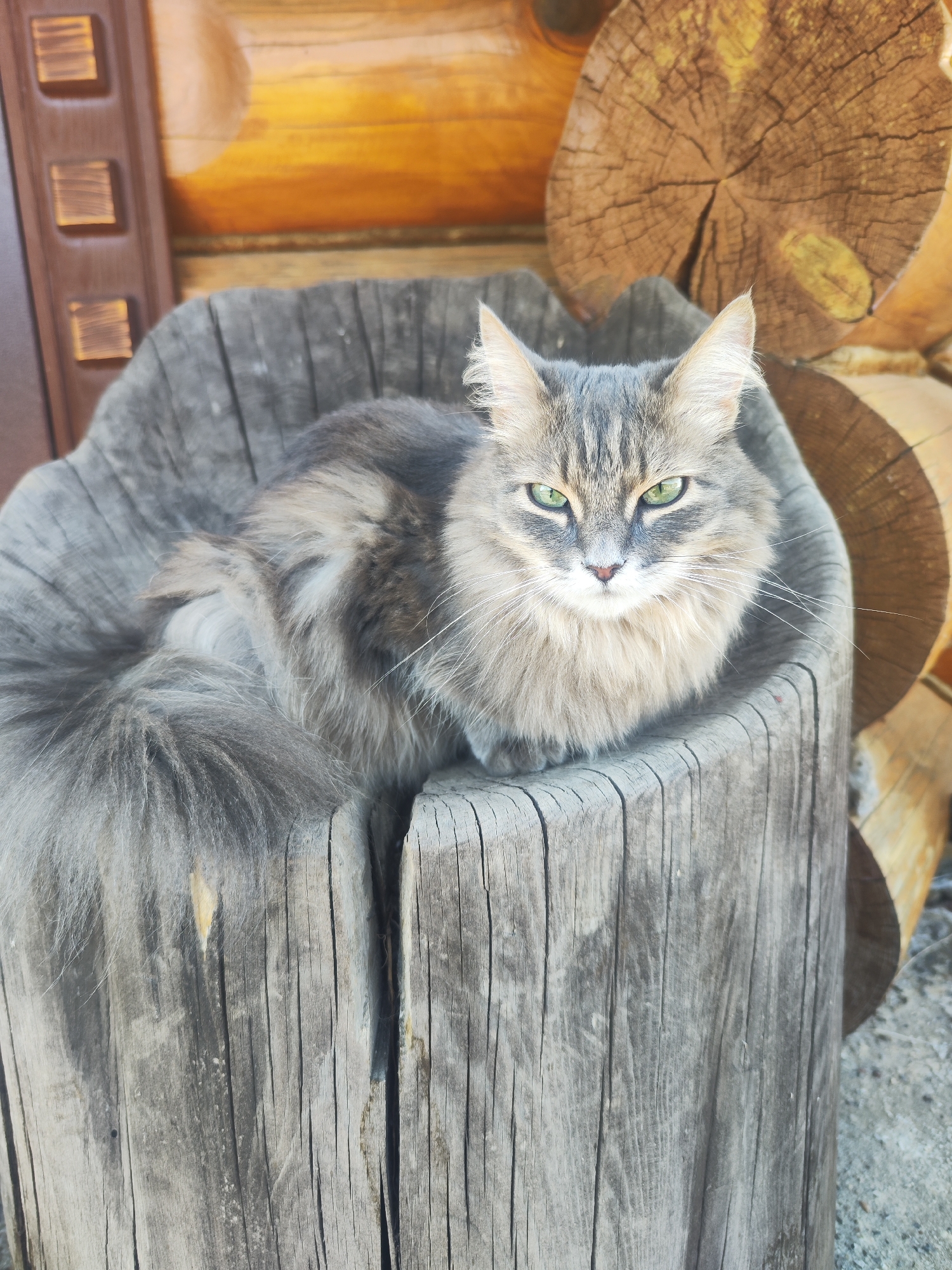 Cat found resting in wooden stump in Chaikovsky