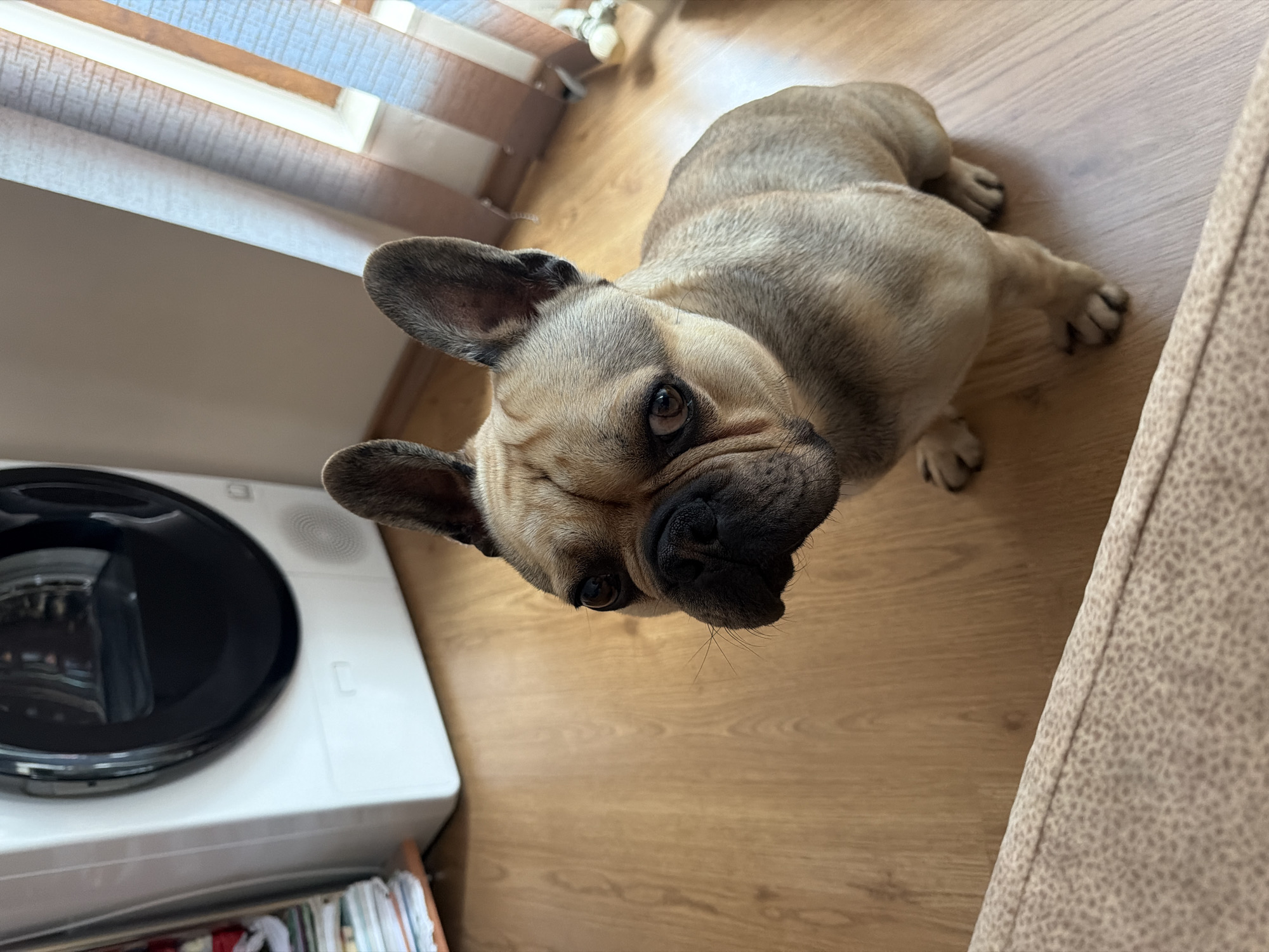 French Bulldog photographed resting indoors in Pleven, Bulgaria