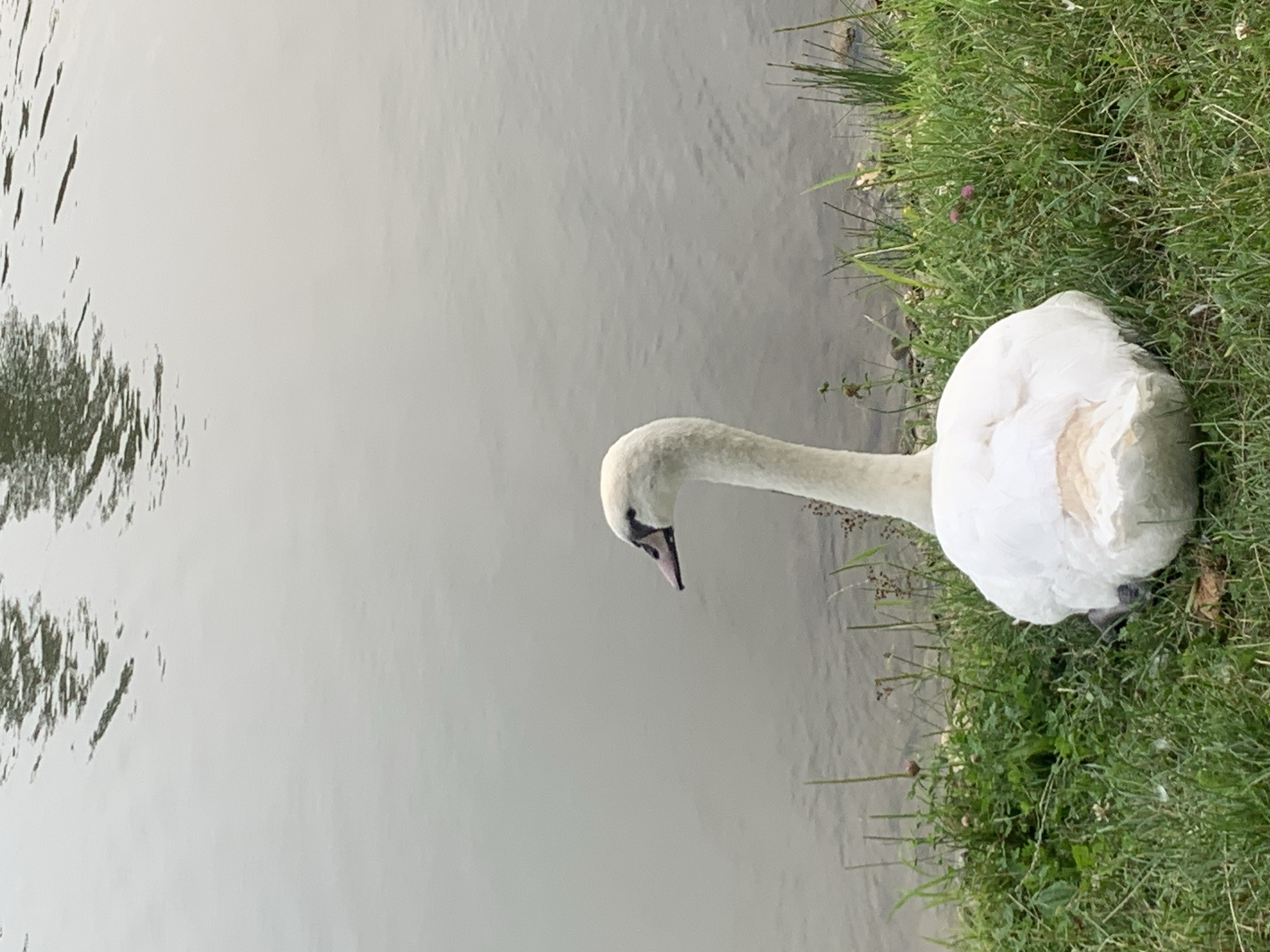 Swan resting beside a rusted footbridge on a Kolomyia waterway
