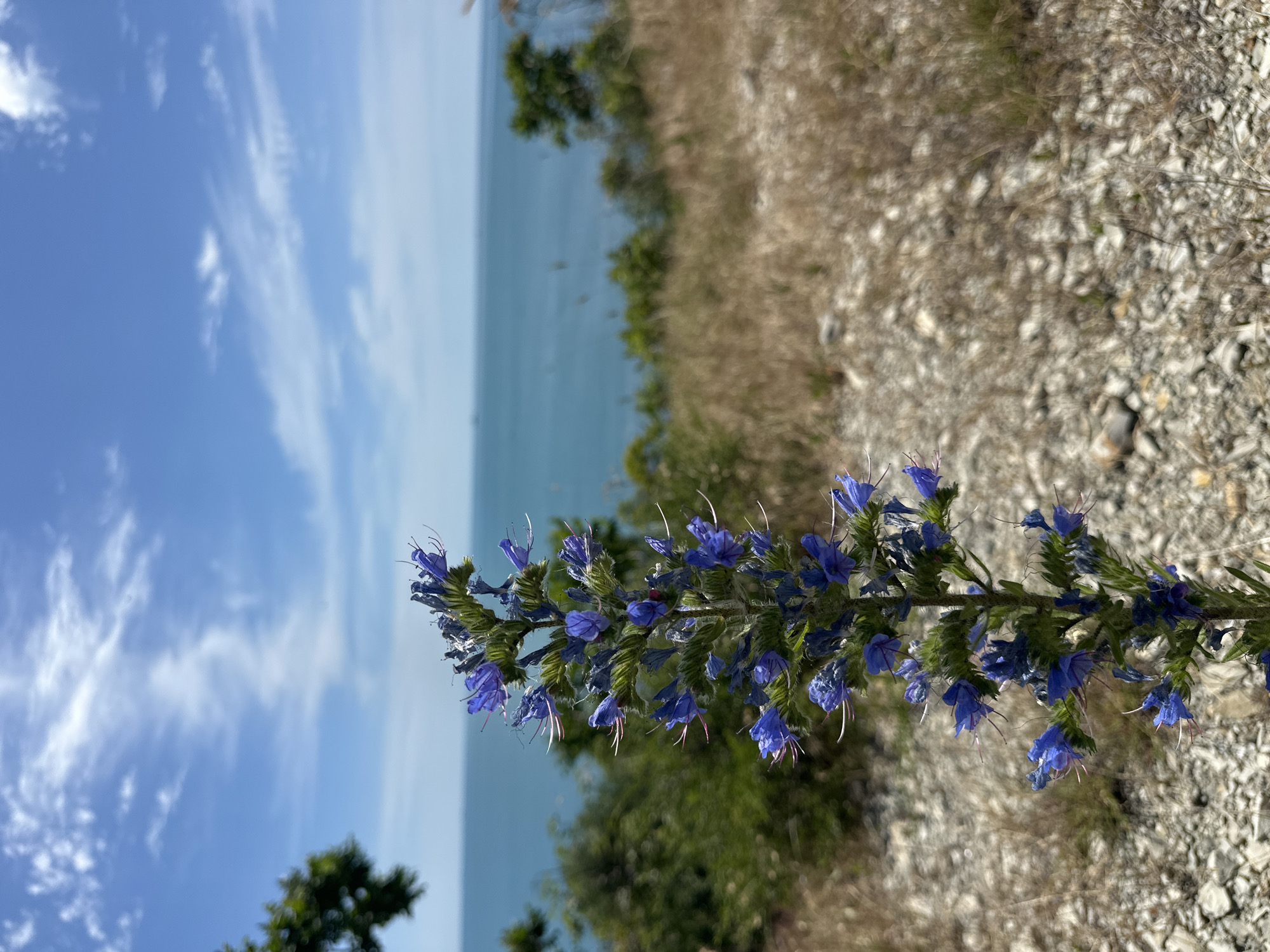 Black Sea coastline at Kabardinka — wildflowers, calm water, jet ski
