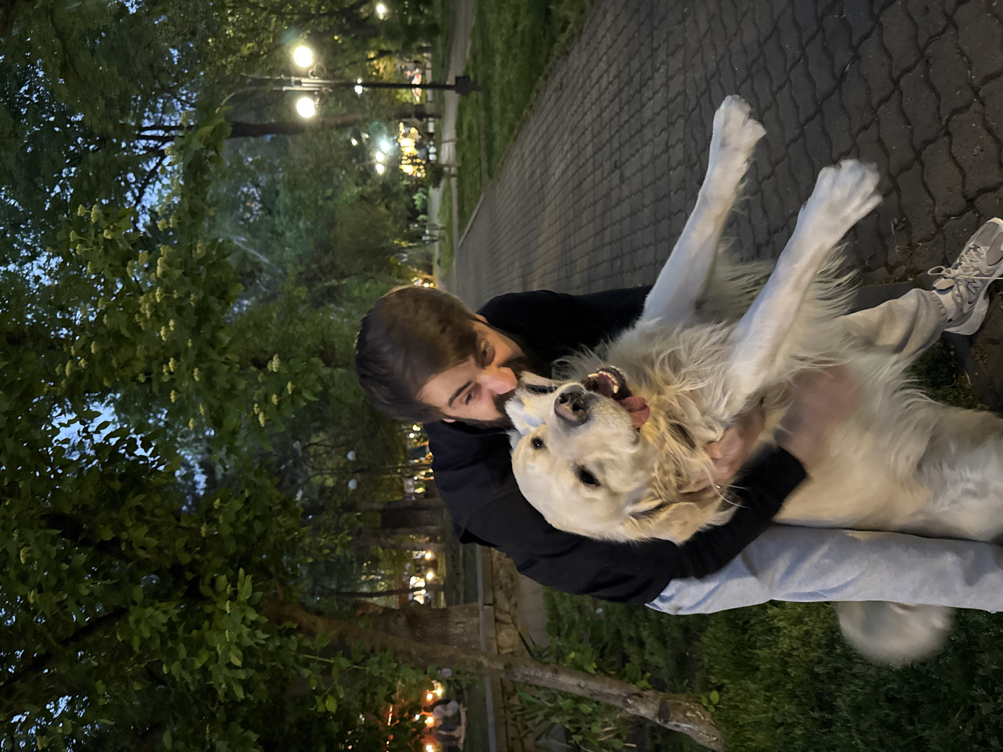 Evening life documented across Yerevan featuring dogs and dining