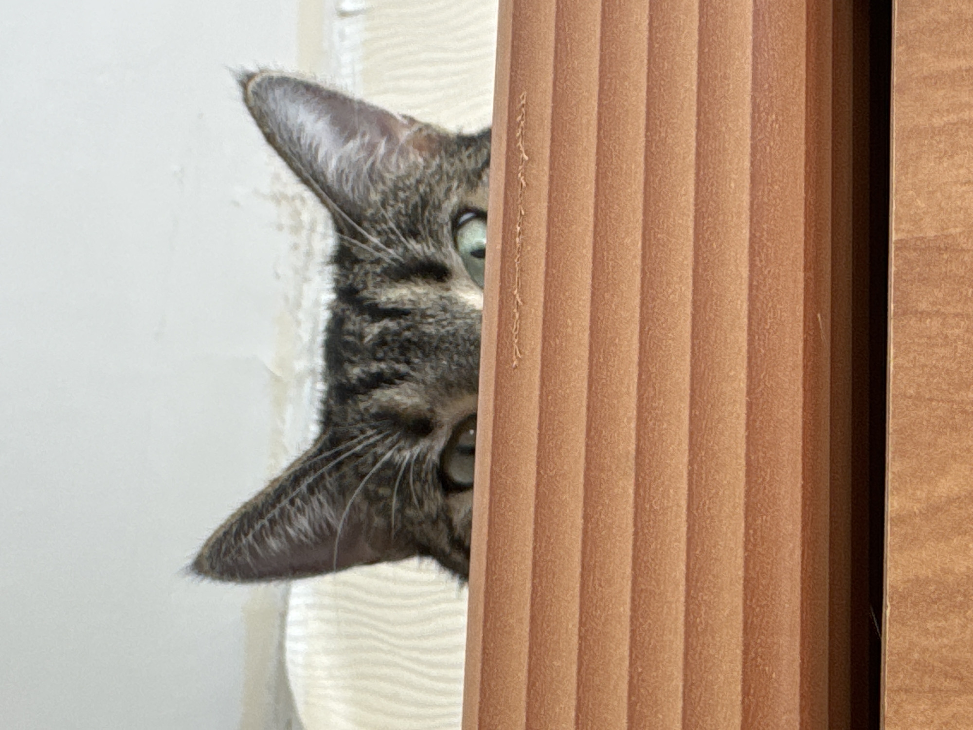 Tallinn resident documents cat, urban views, distant smoke plume