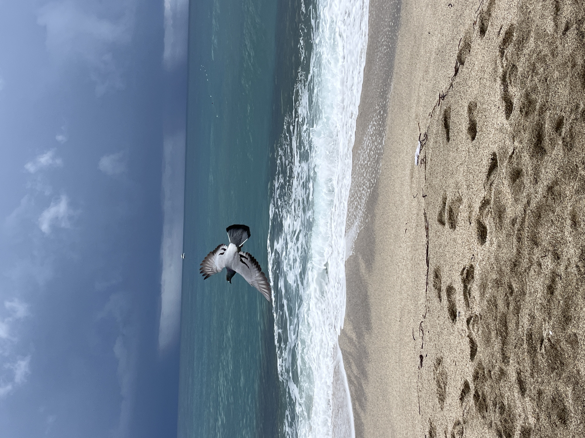 Storm clouds gather over Alanya beach as seabirds take flight