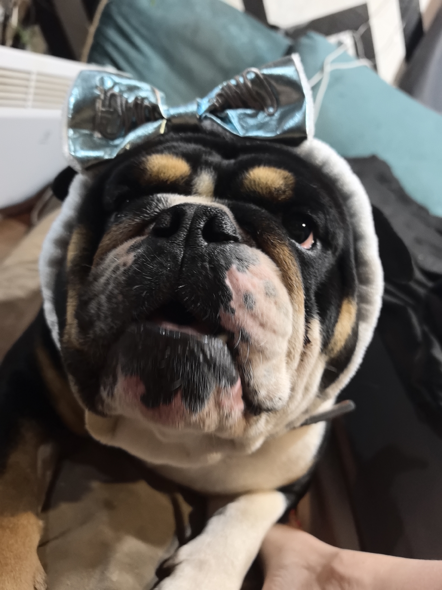 Bulldog Photo Session Captured in Noviy, Russia