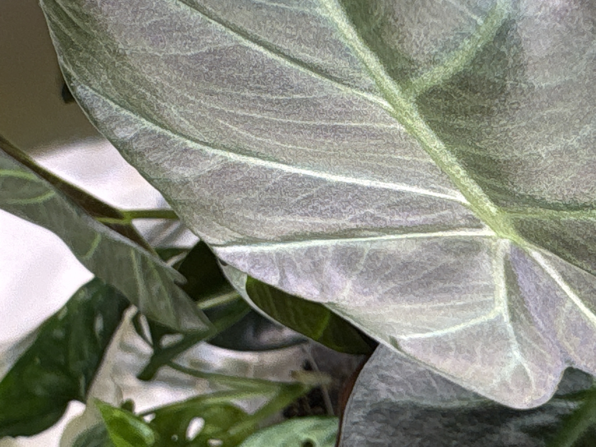 Morning plant photography session captured in Saint Petersburg apartment