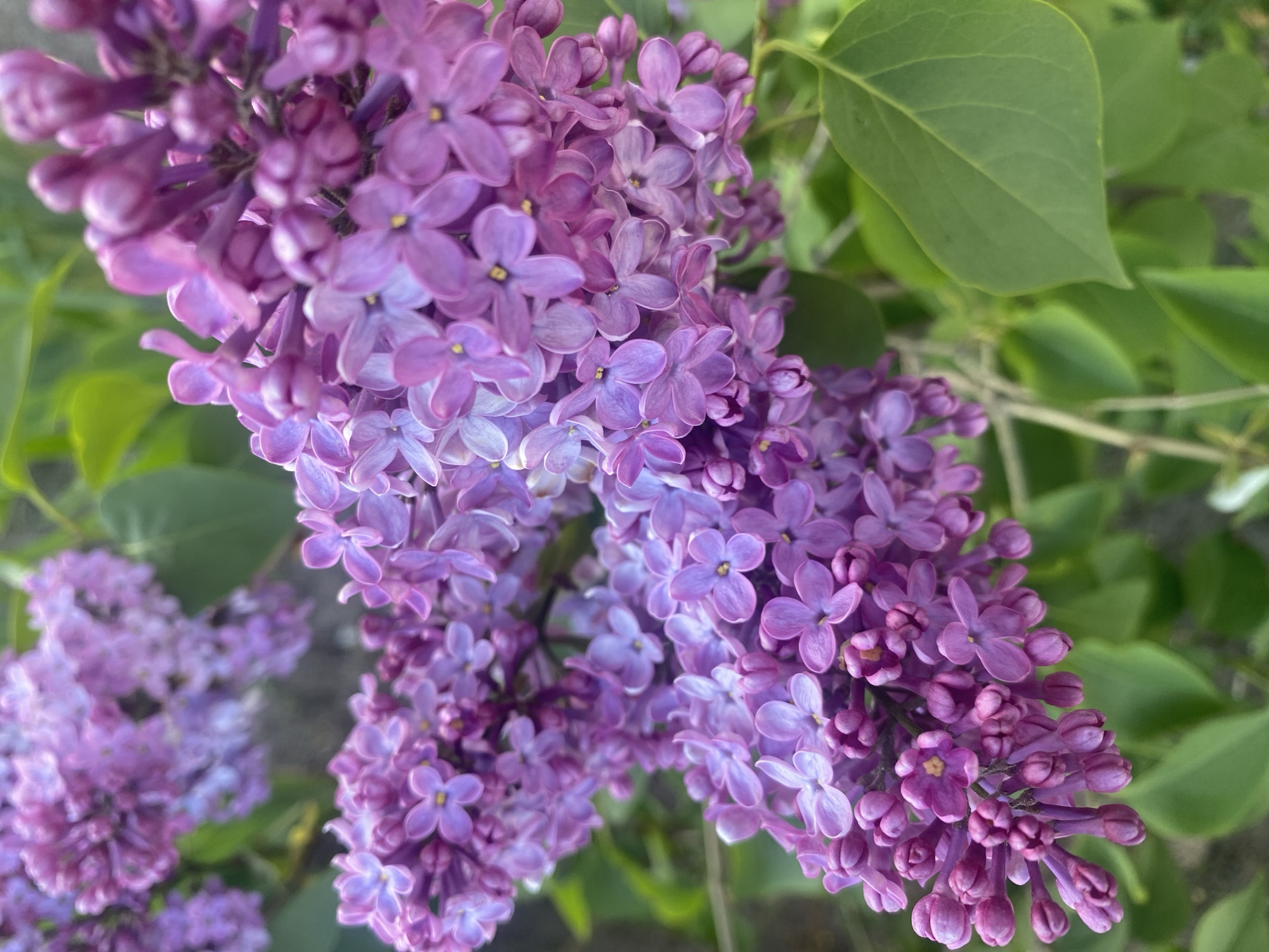Spring flowers documented blooming across Dnipro, Ukraine