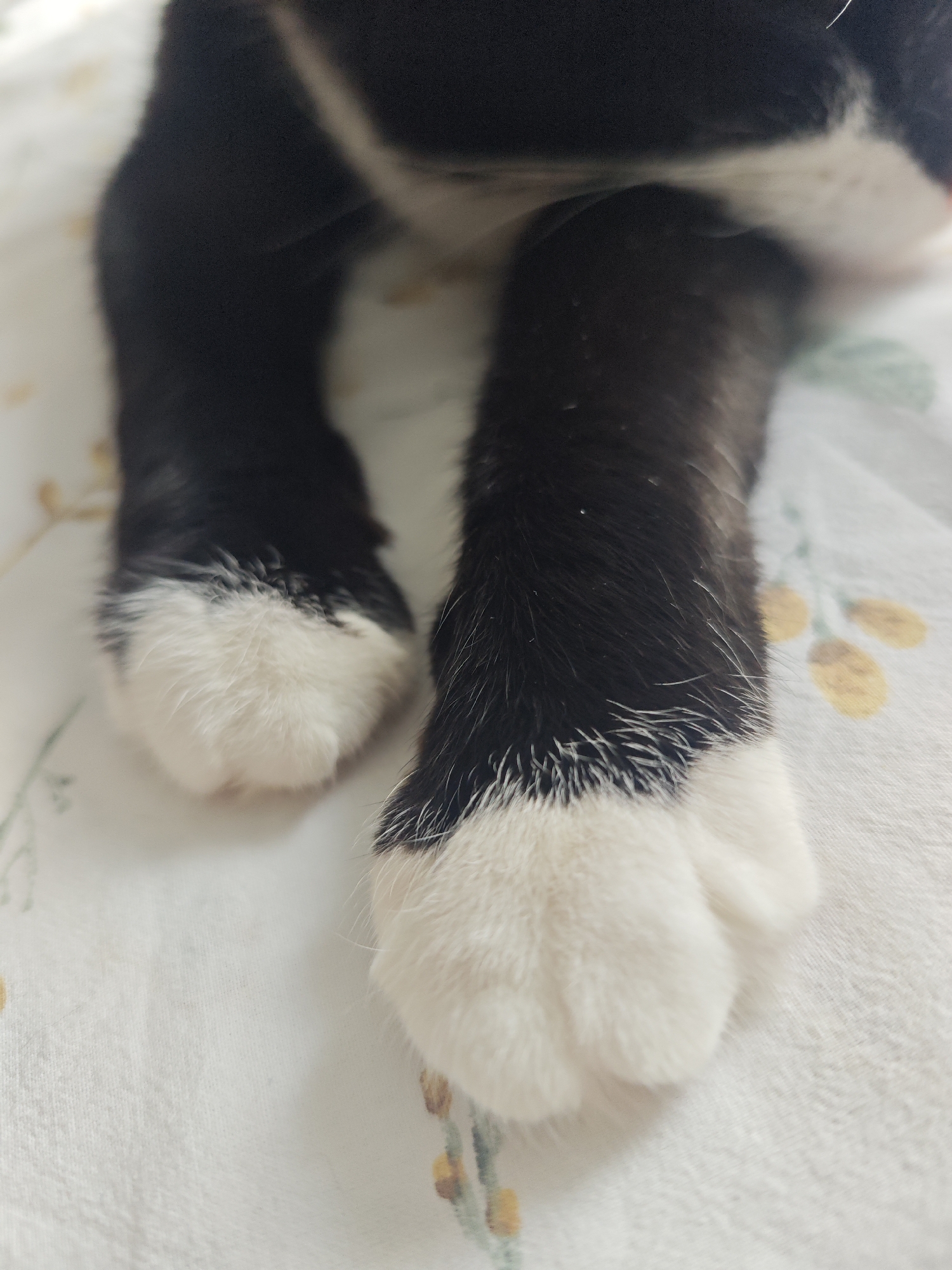 Black and white cat naps through a cloudy afternoon in Chekhov