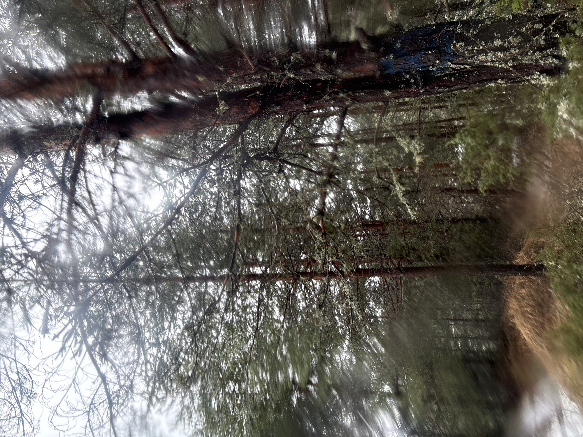 Orienteering event documented in snowy Bansko forest