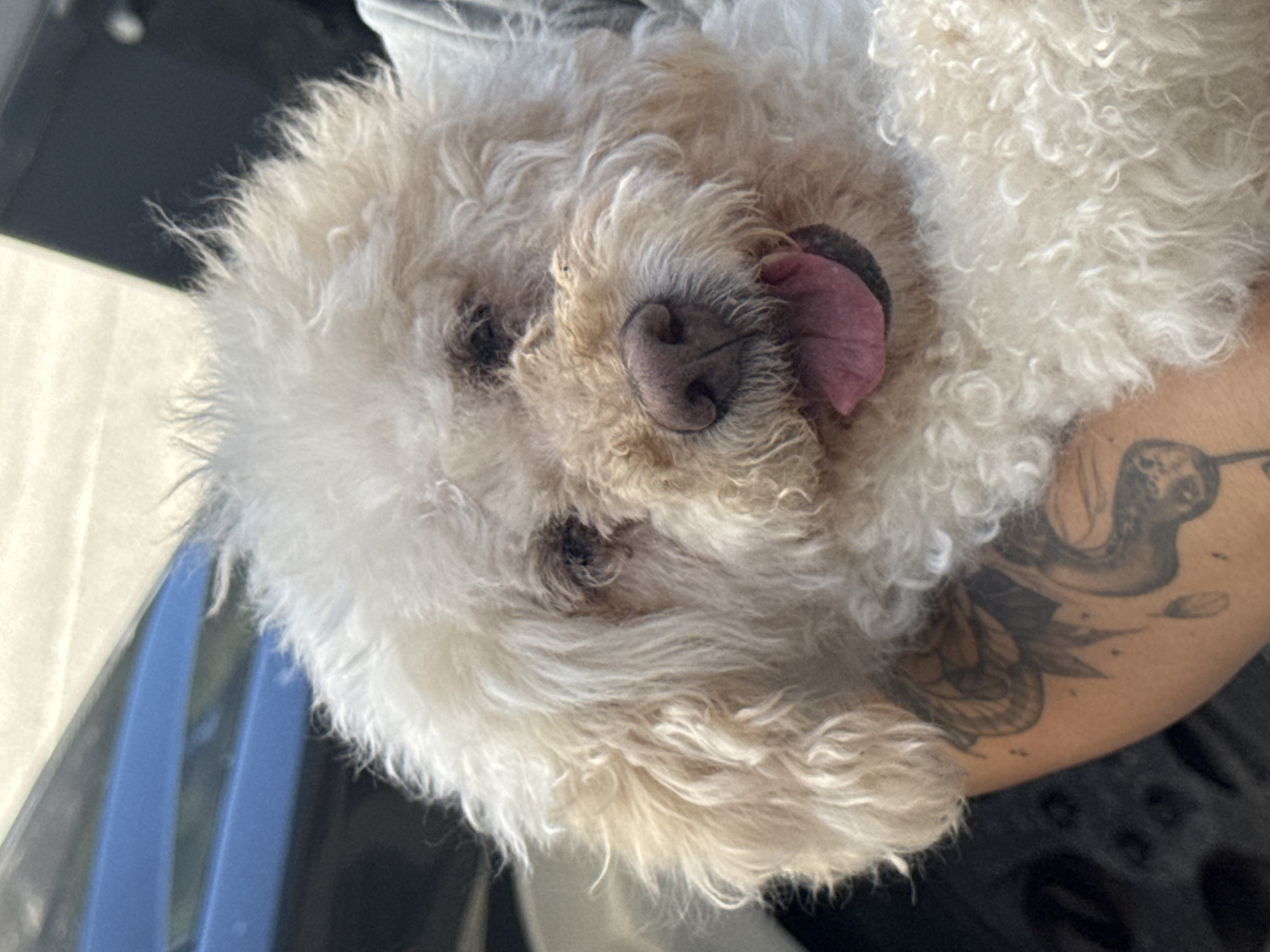 Curly-haired poodle mix up close in Vigo