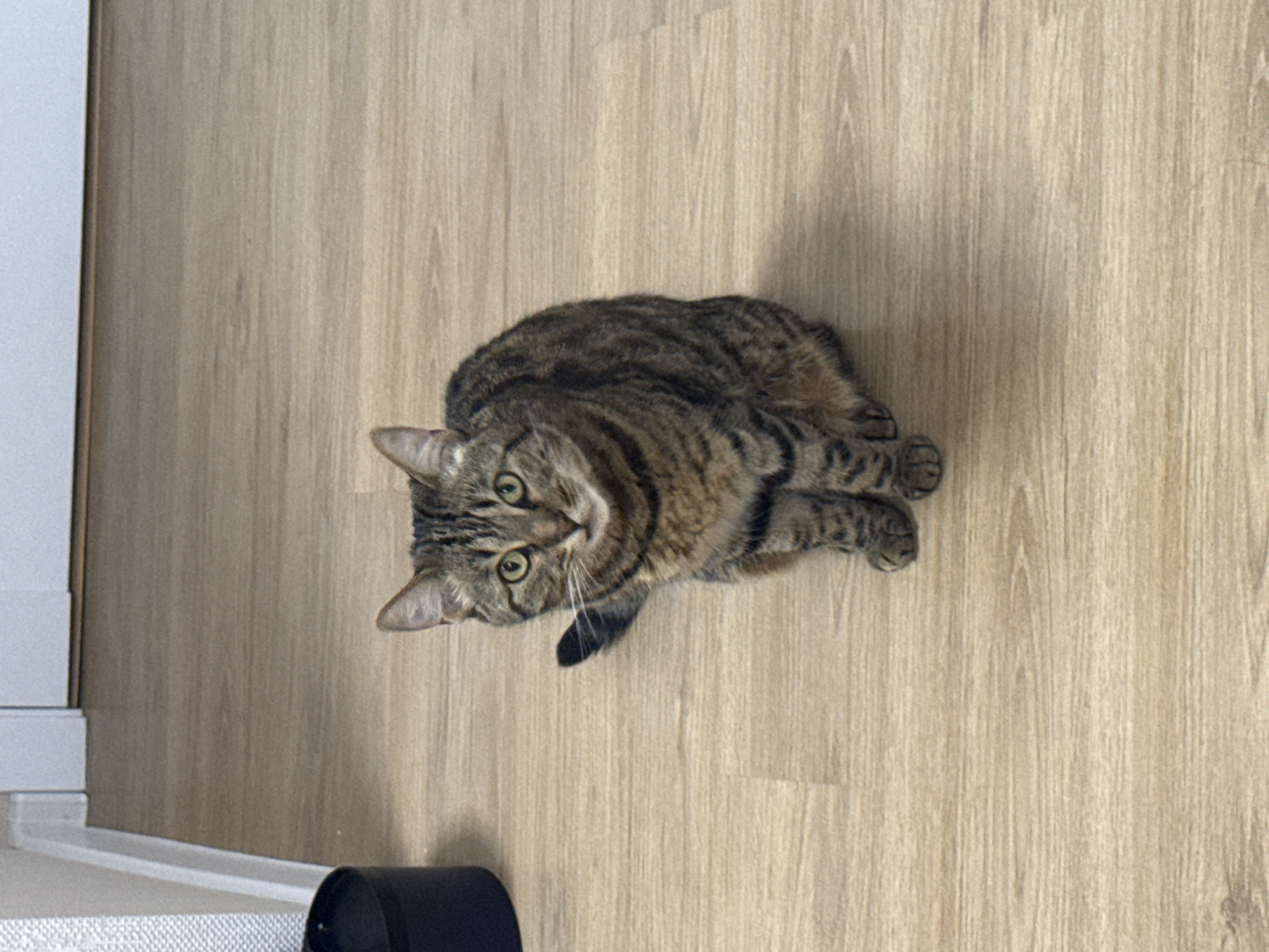 Tabby cat lounging indoors while a kid plays nearby